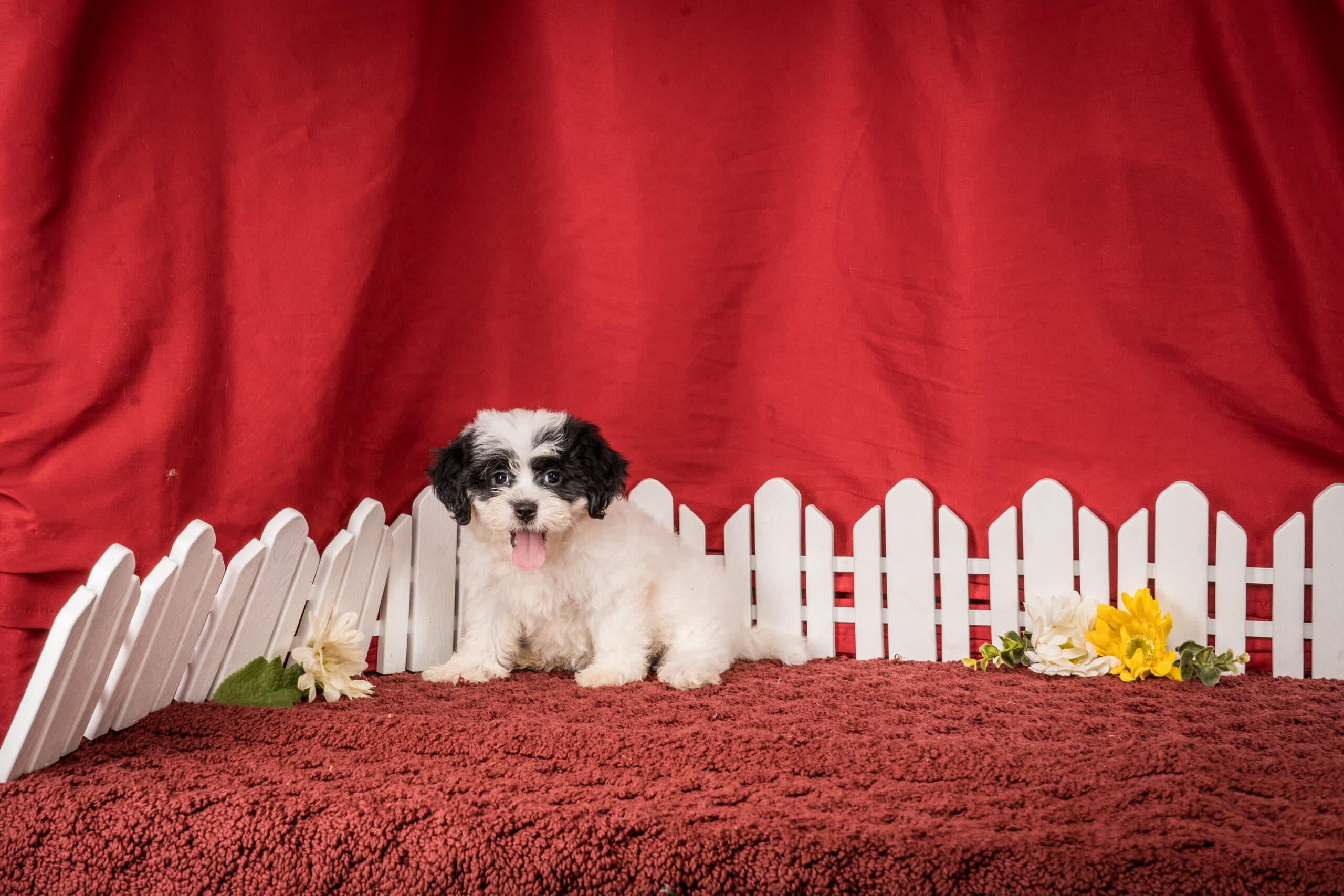 Ms. Emilene The Shichon - thumbnail 8