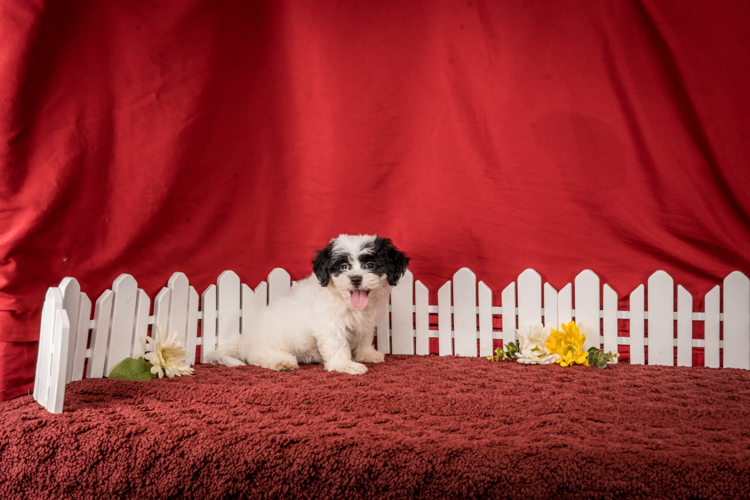 Ms. Emilene The Shichon - thumbnail 7