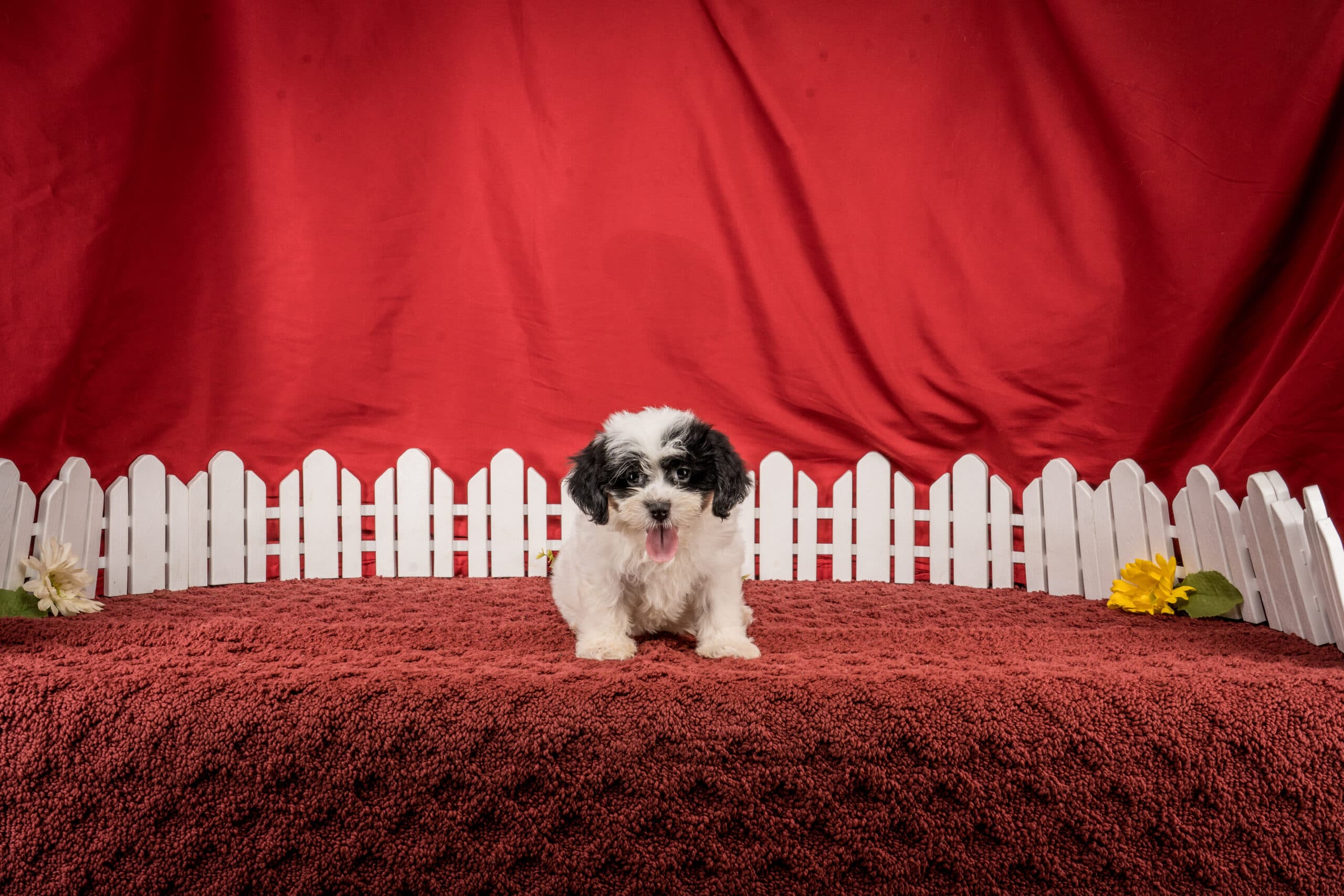 Ms. Emilene The Shichon - thumbnail 6