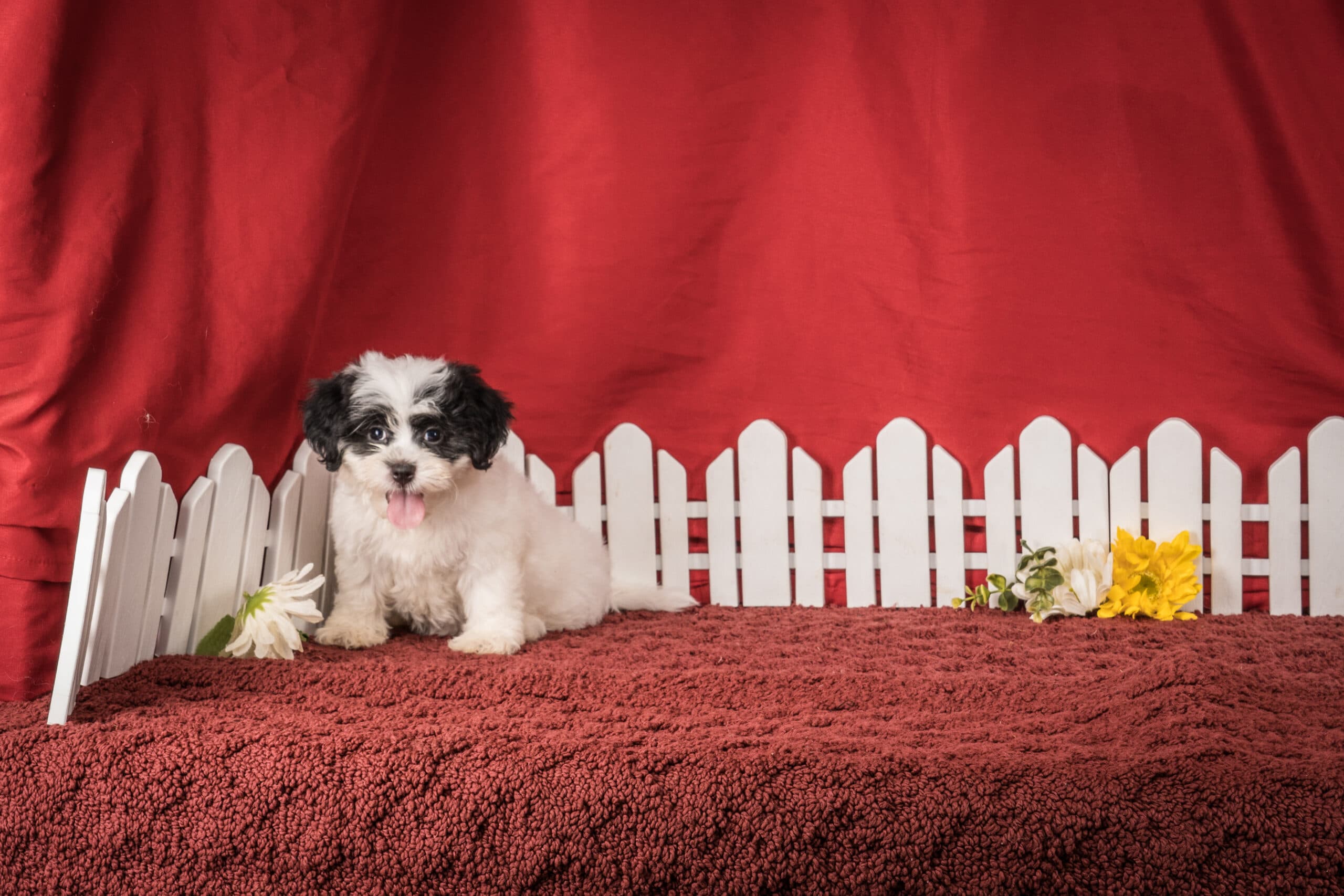 Ms. Emilene The Shichon - thumbnail 5