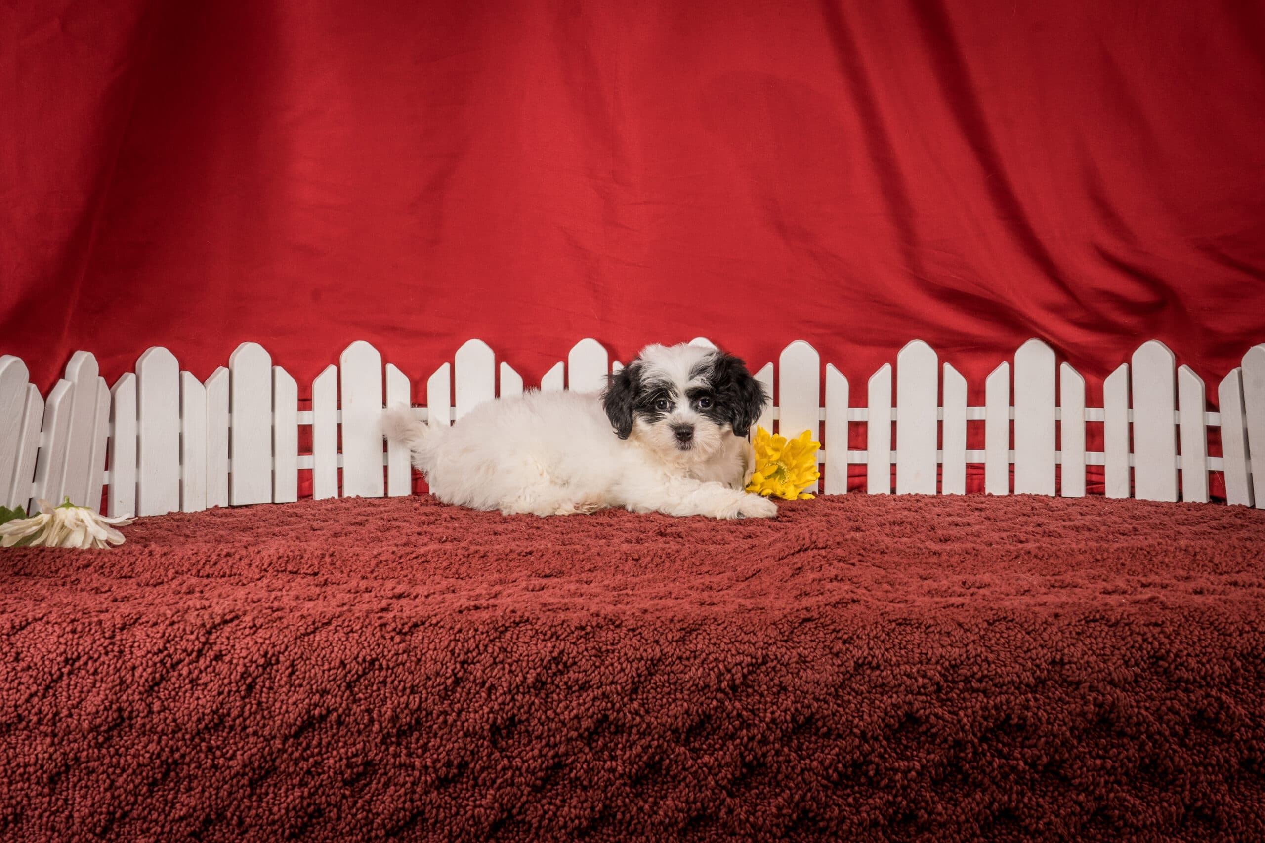 Ms. Emilene The Shichon - thumbnail 4
