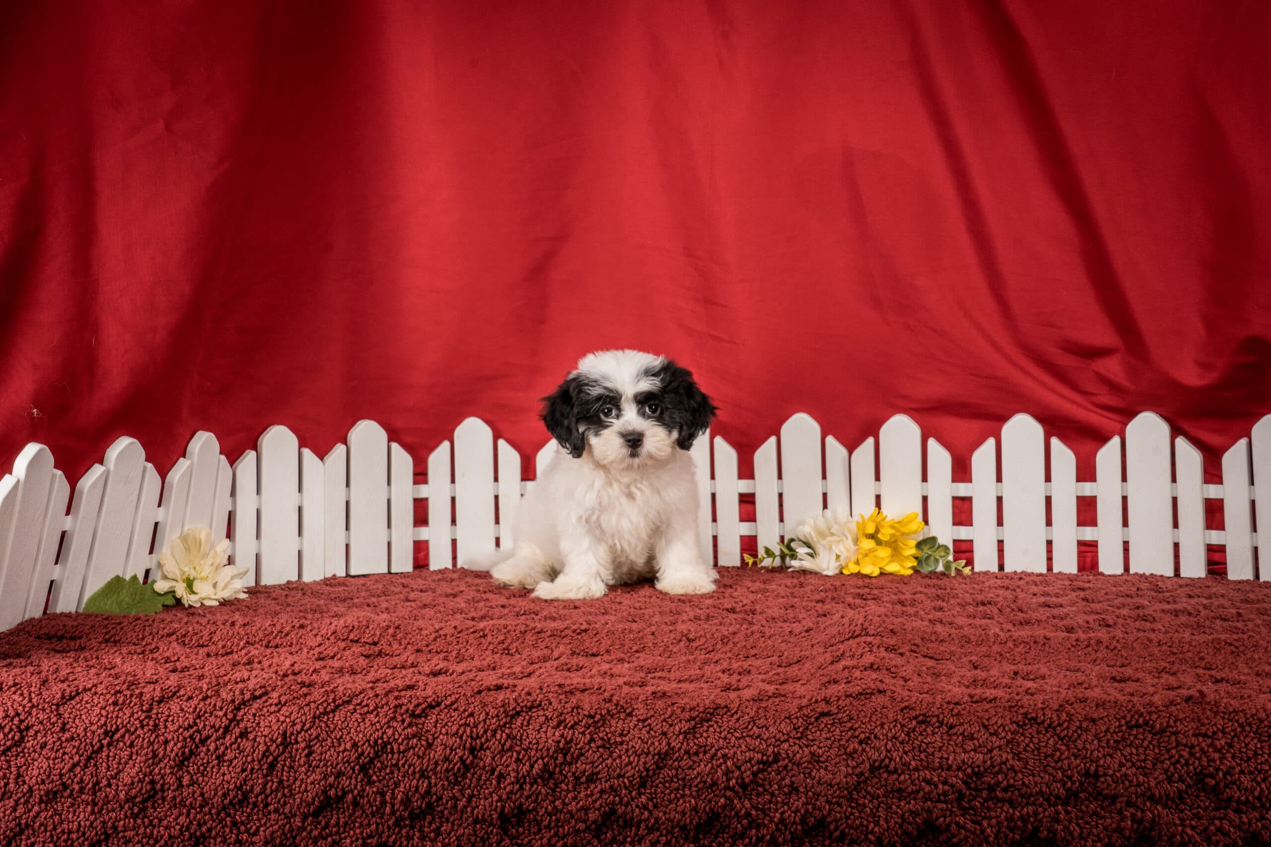Ms. Emilene The Shichon