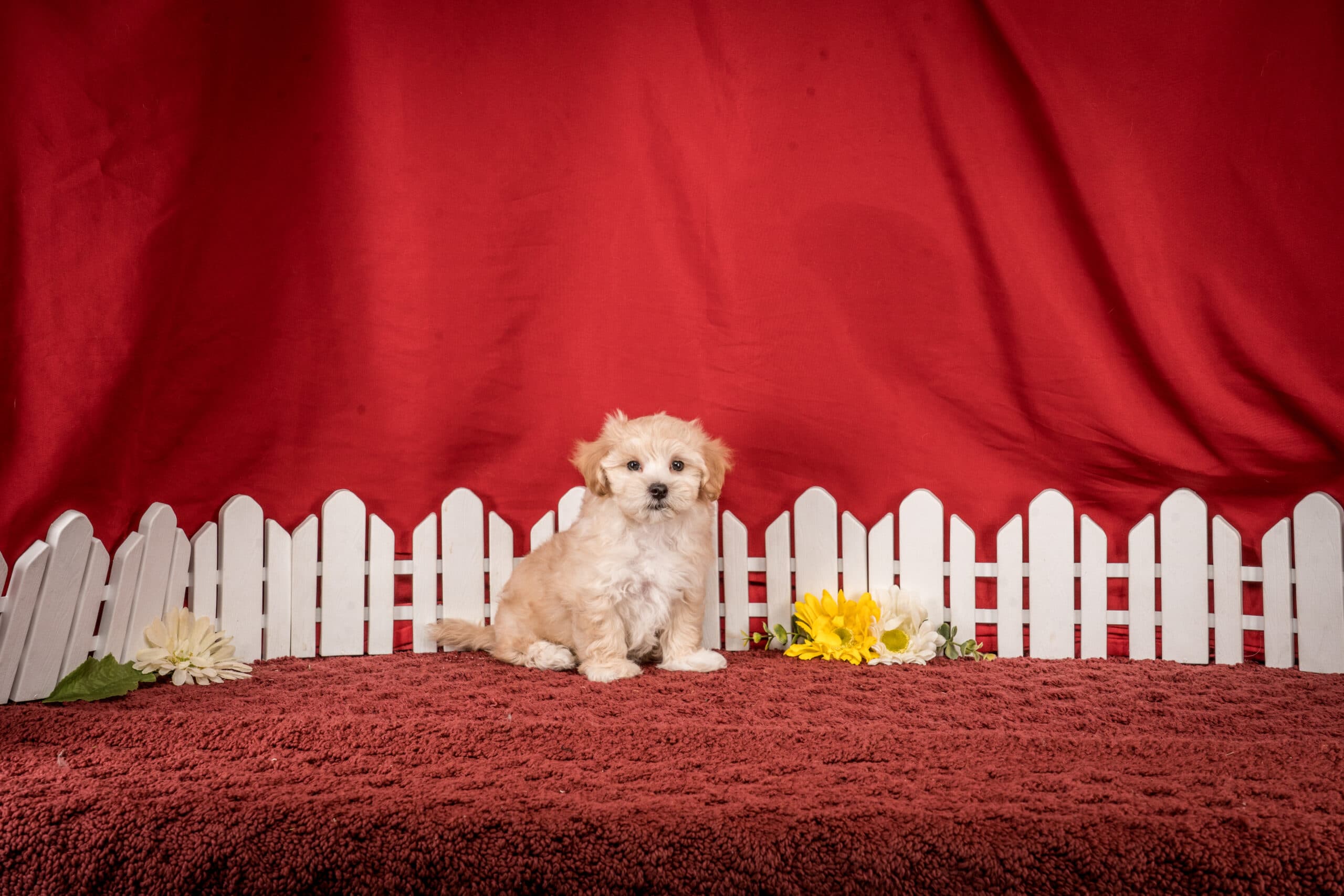 Mr. Felix The Maltipoo - thumbnail 2