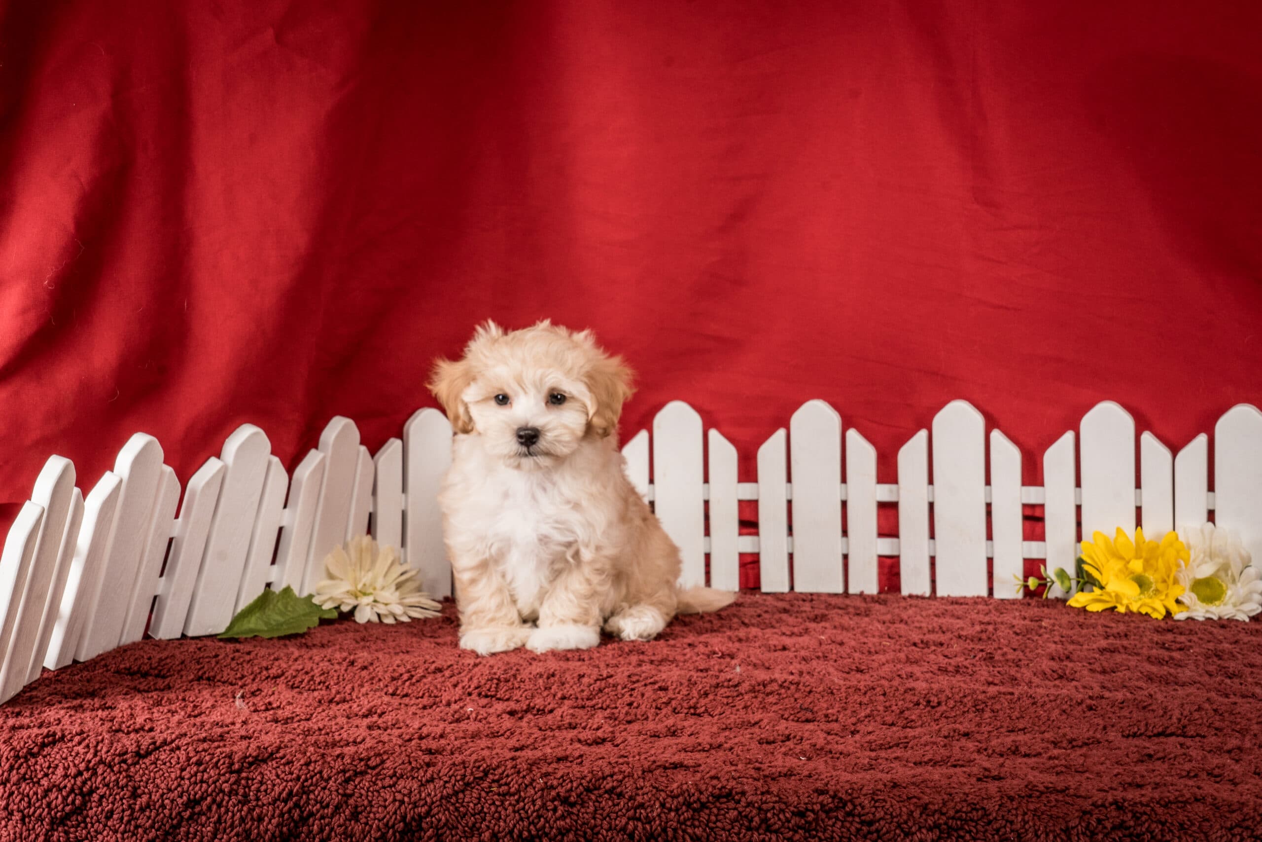 Mr. Felix The Maltipoo
