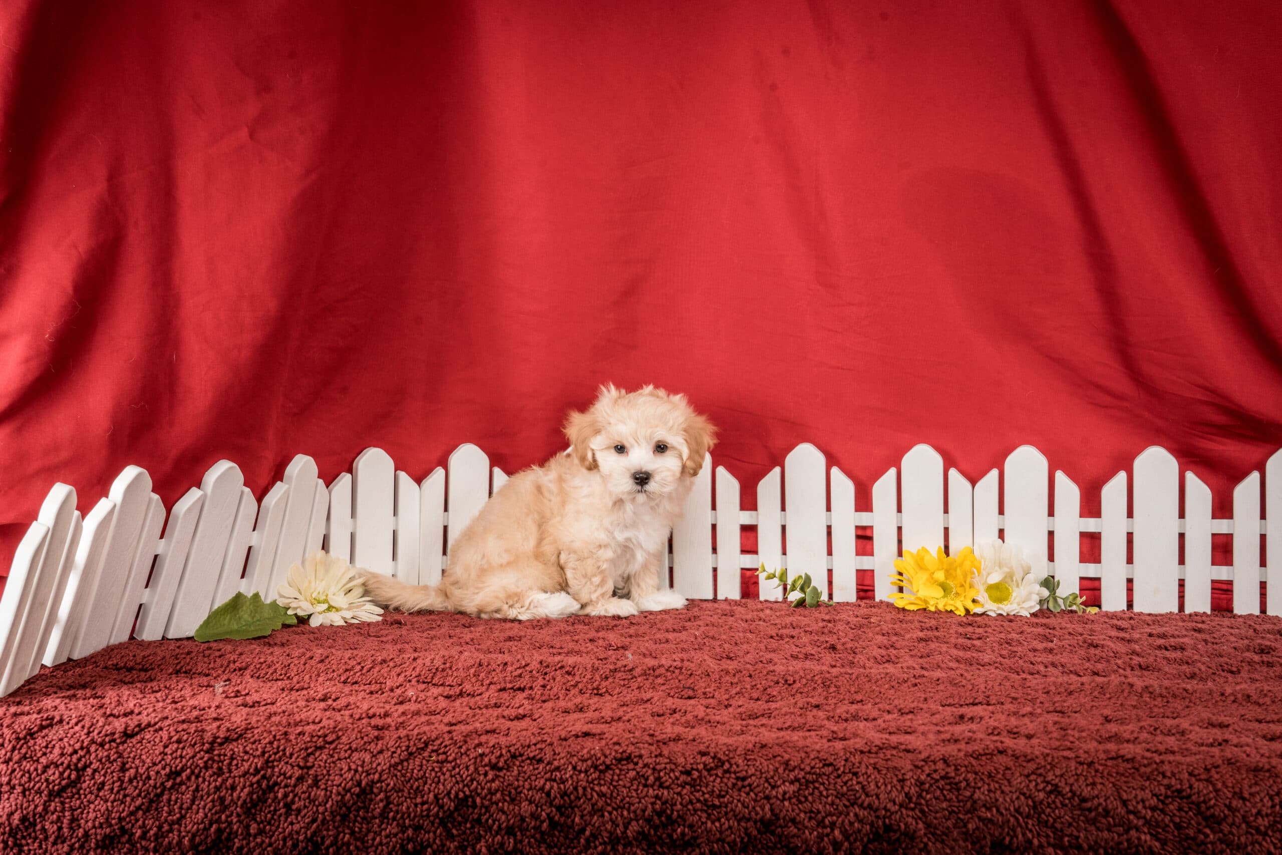 Mr. Felix The Maltipoo - thumbnail 4