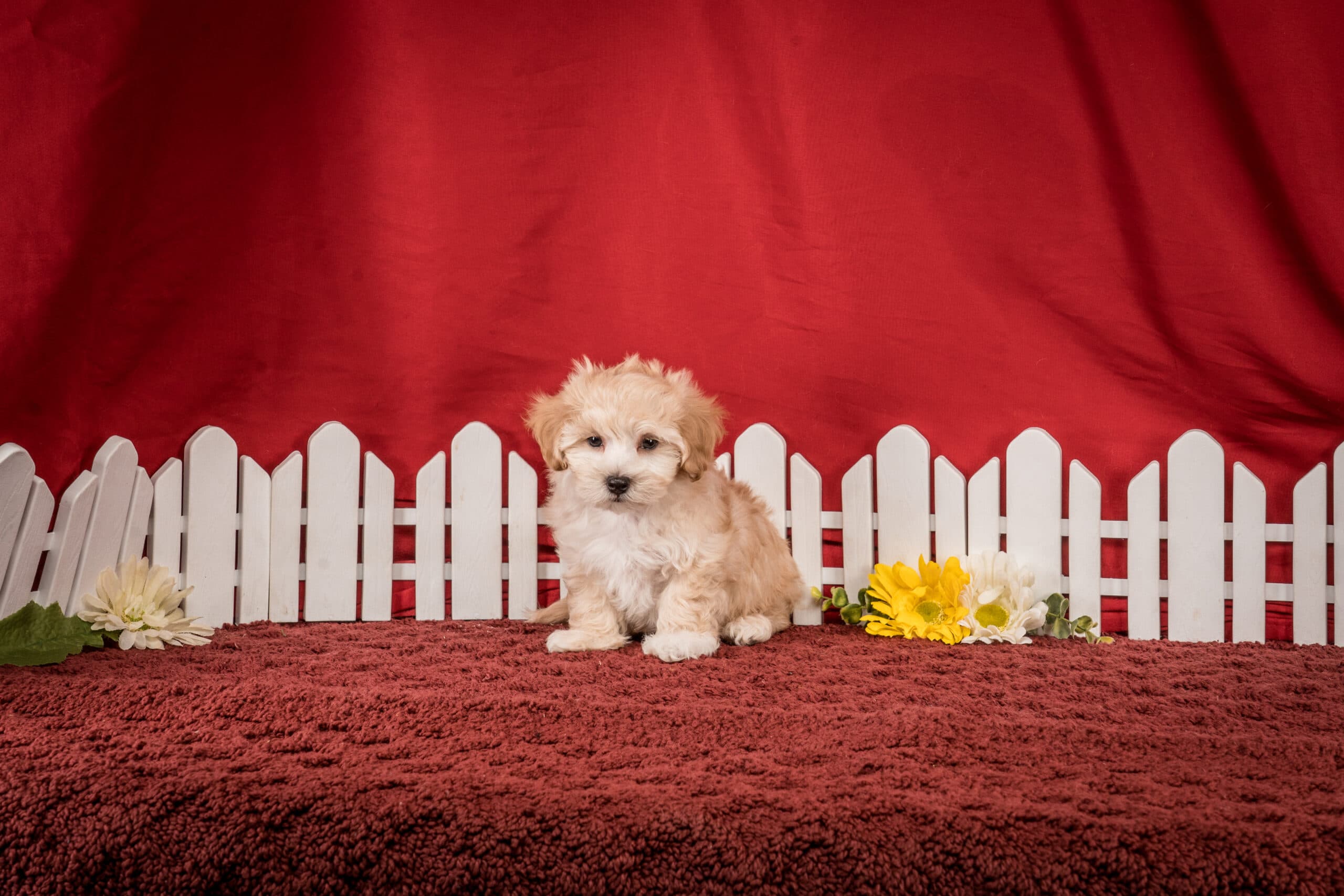 Mr. Felix The Maltipoo - thumbnail 5