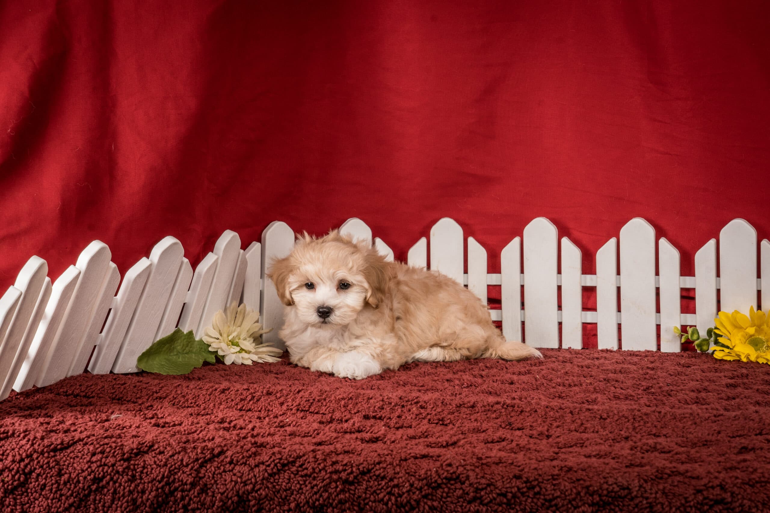 Mr. Felix The Maltipoo - thumbnail 6