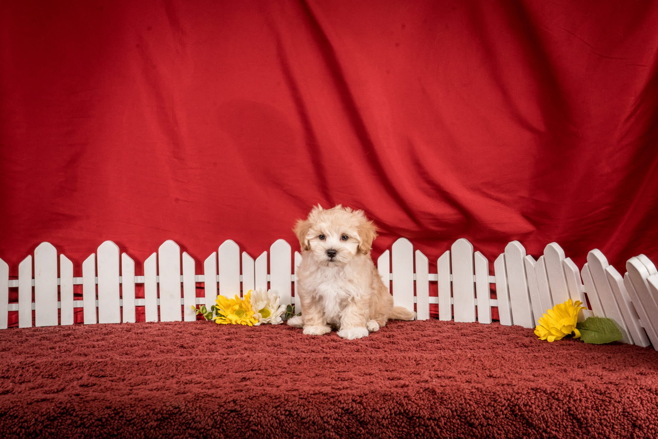 Mr. Felix The Maltipoo - thumbnail 7