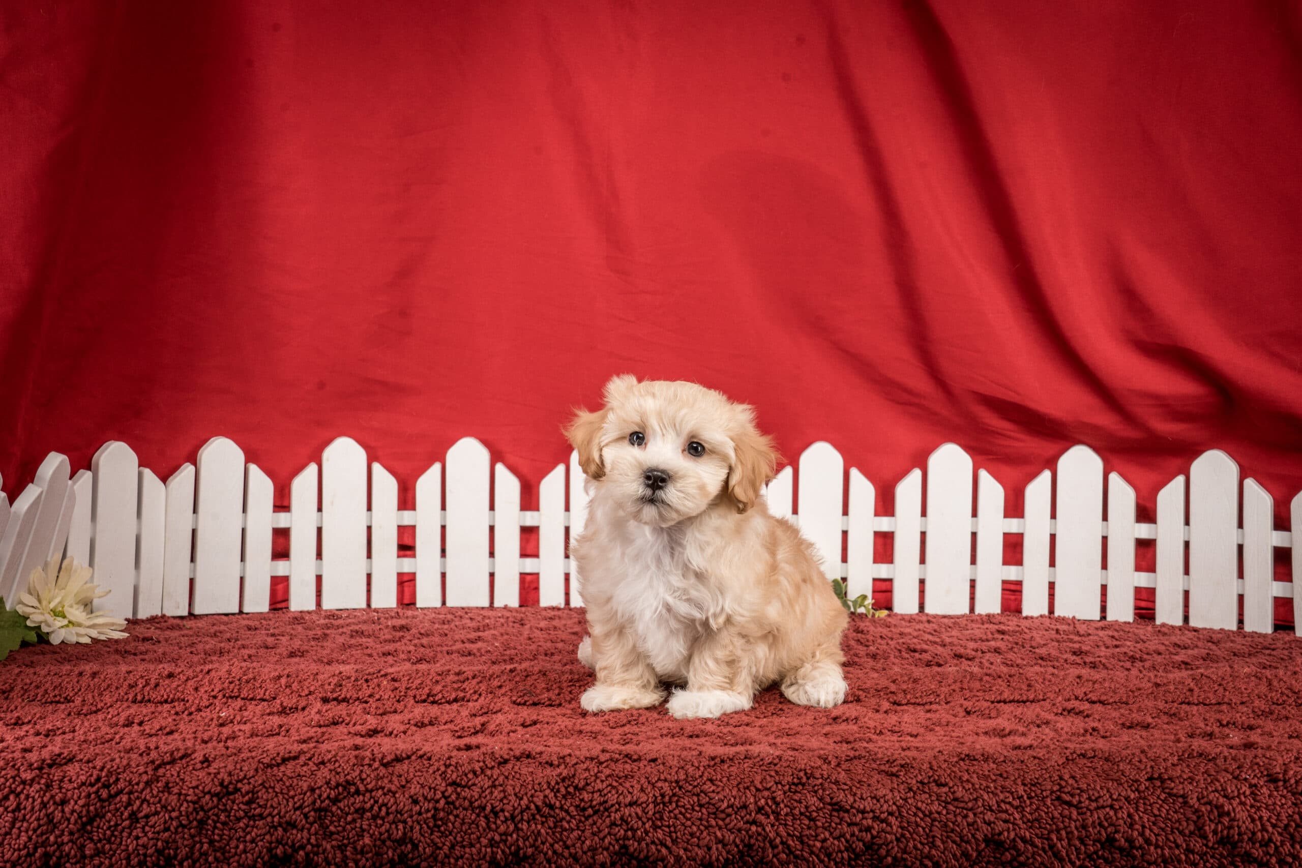 Mr. Felix The Maltipoo - thumbnail 8