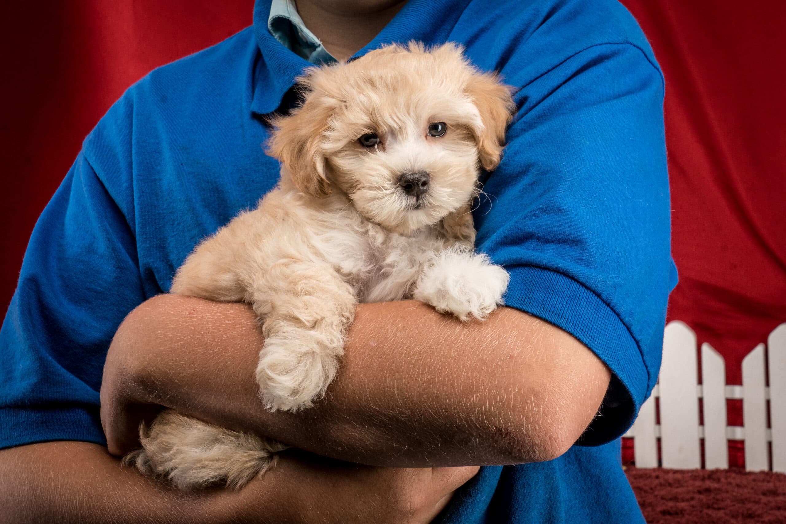 Mr. Felix The Maltipoo - thumbnail 9