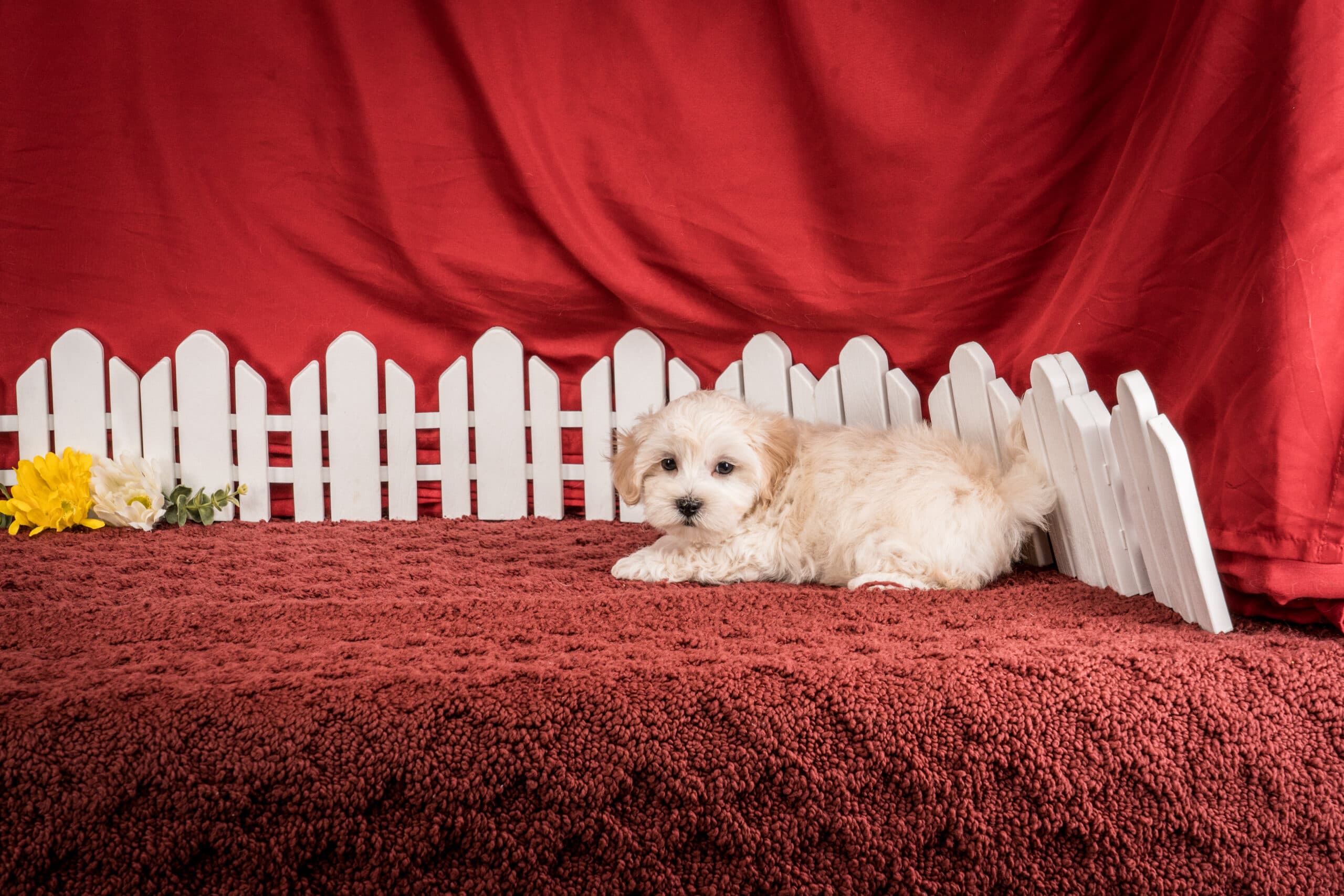 Mr. Duke The Maltipoo - thumbnail 2