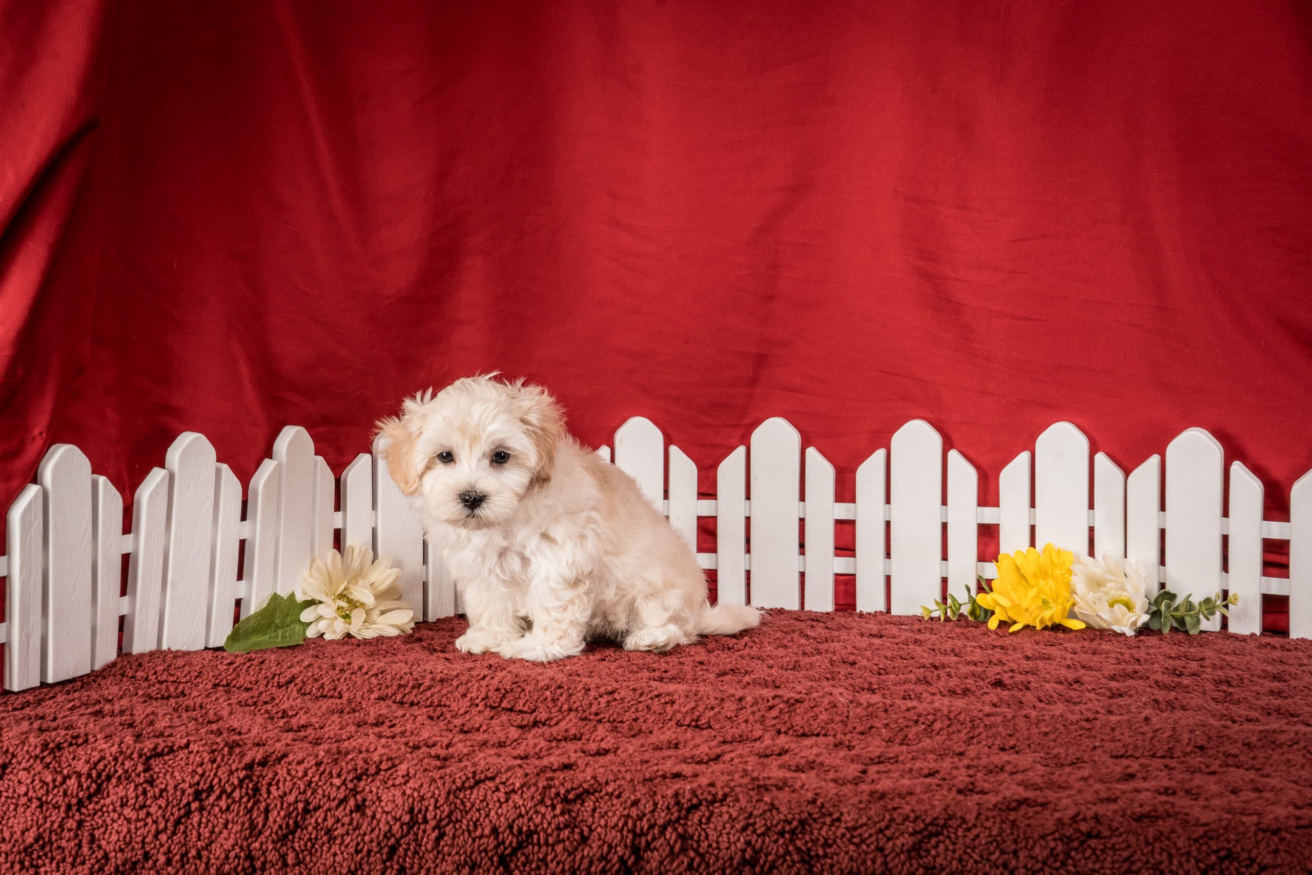 Mr. Duke The Maltipoo - thumbnail 3