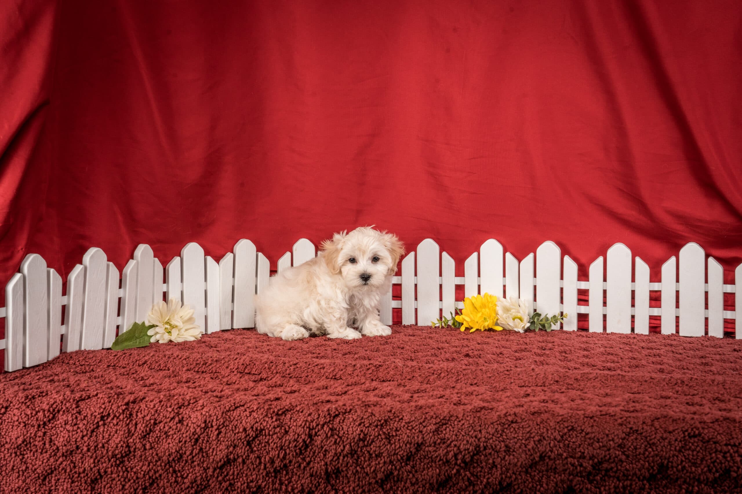 Mr. Duke The Maltipoo - thumbnail 4