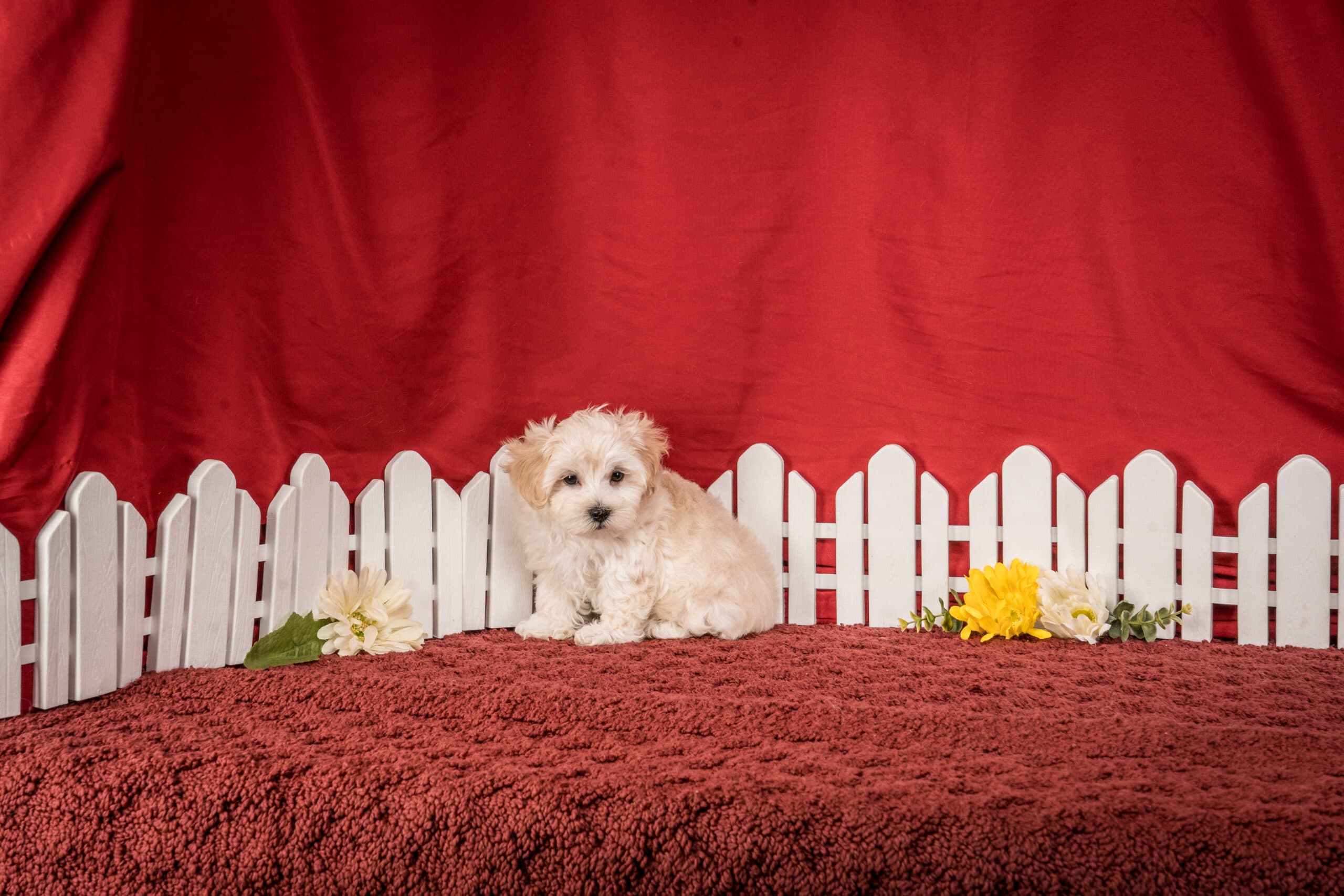 Mr. Duke The Maltipoo - thumbnail 5