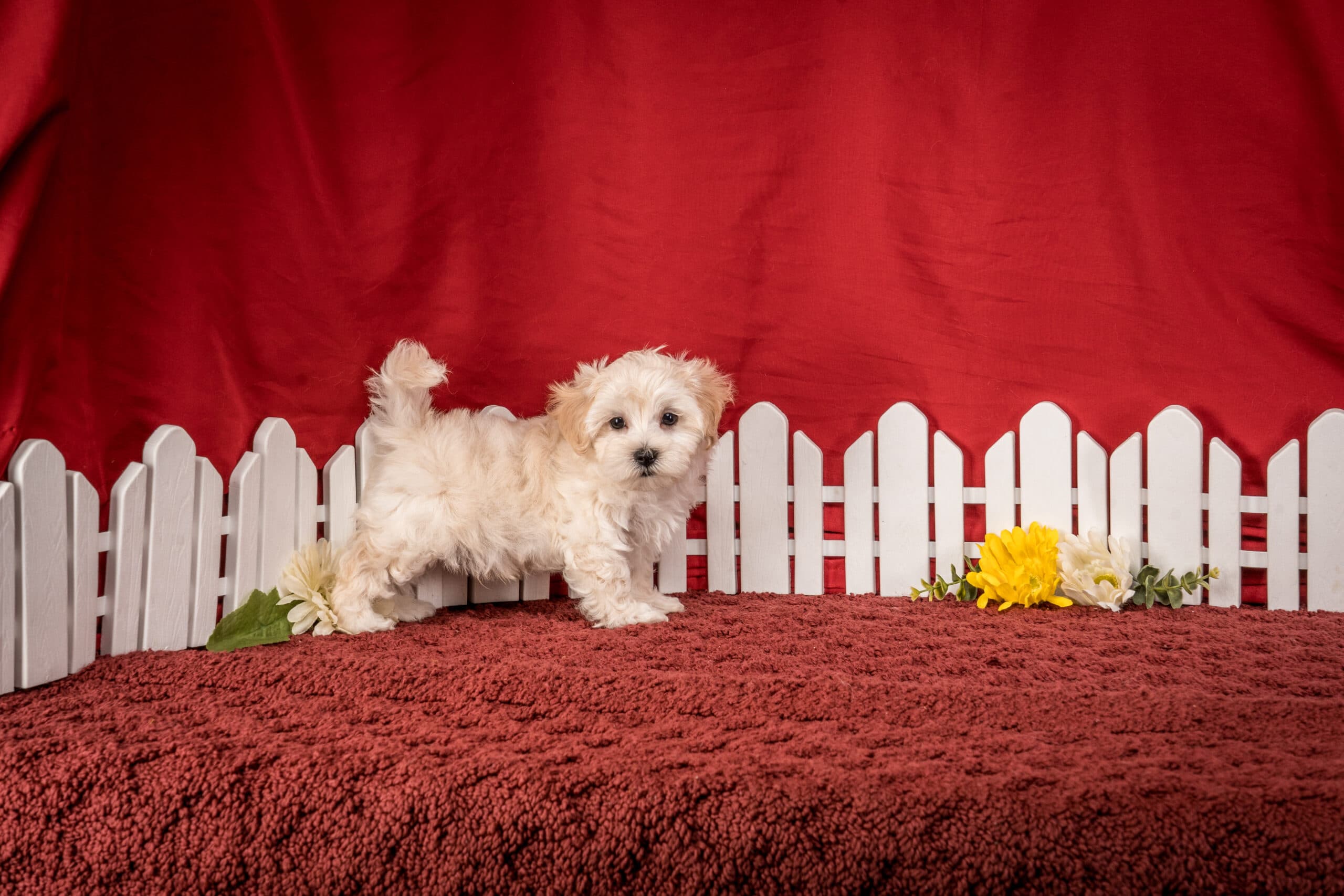 Mr. Duke The Maltipoo