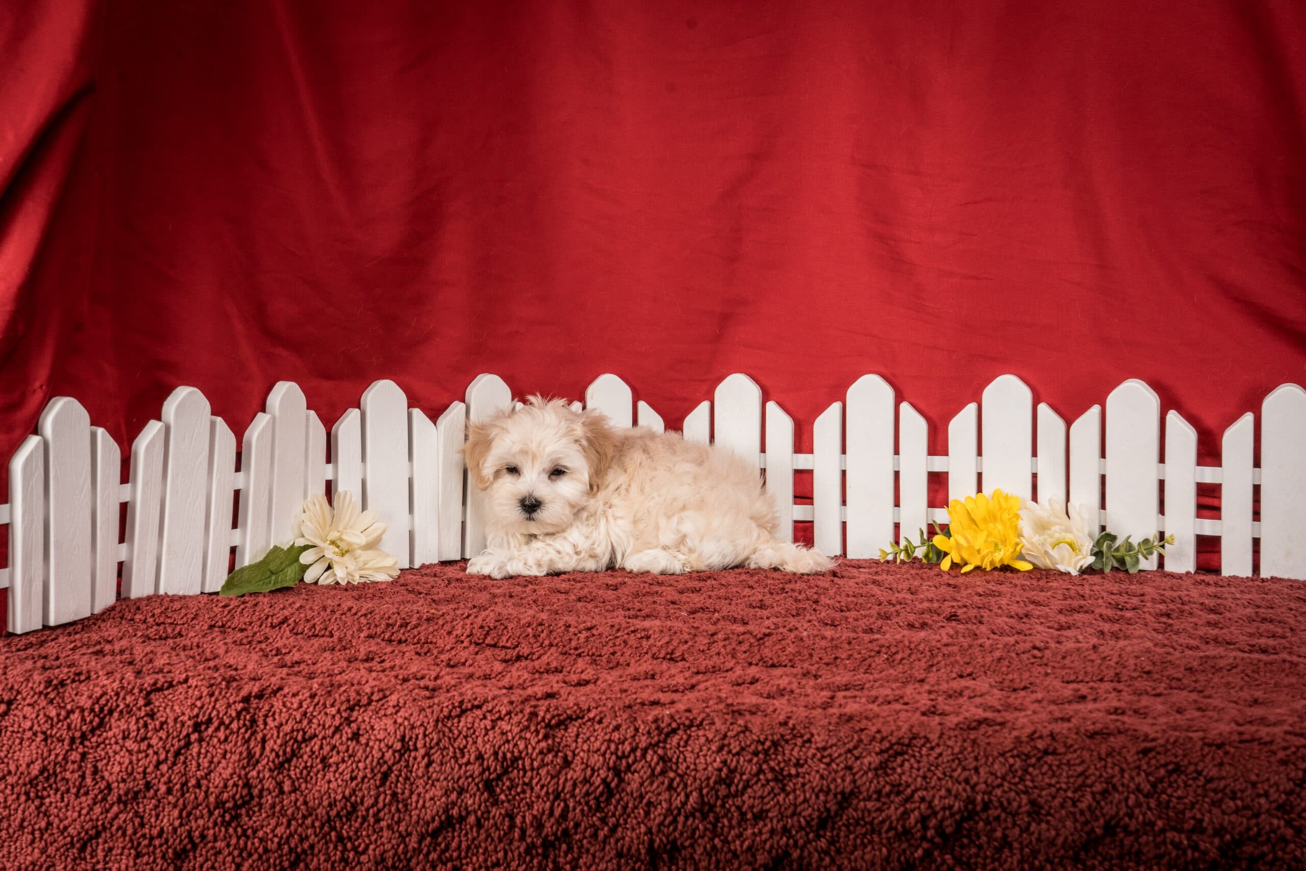Mr. Duke The Maltipoo - thumbnail 7