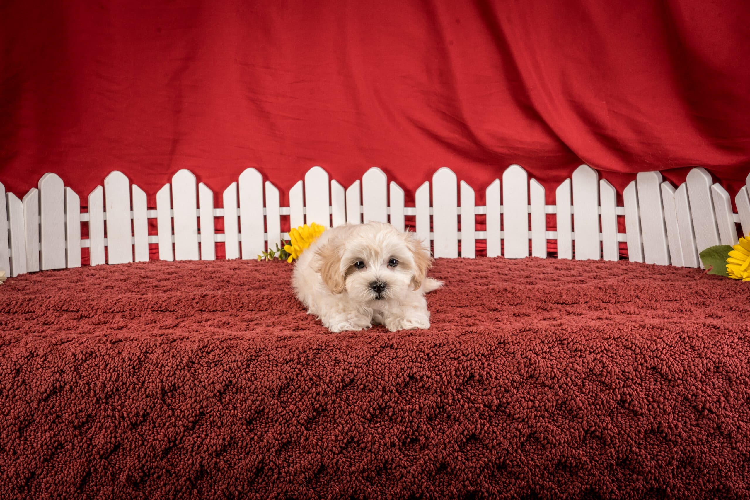 Mr. Duke The Maltipoo - thumbnail 8