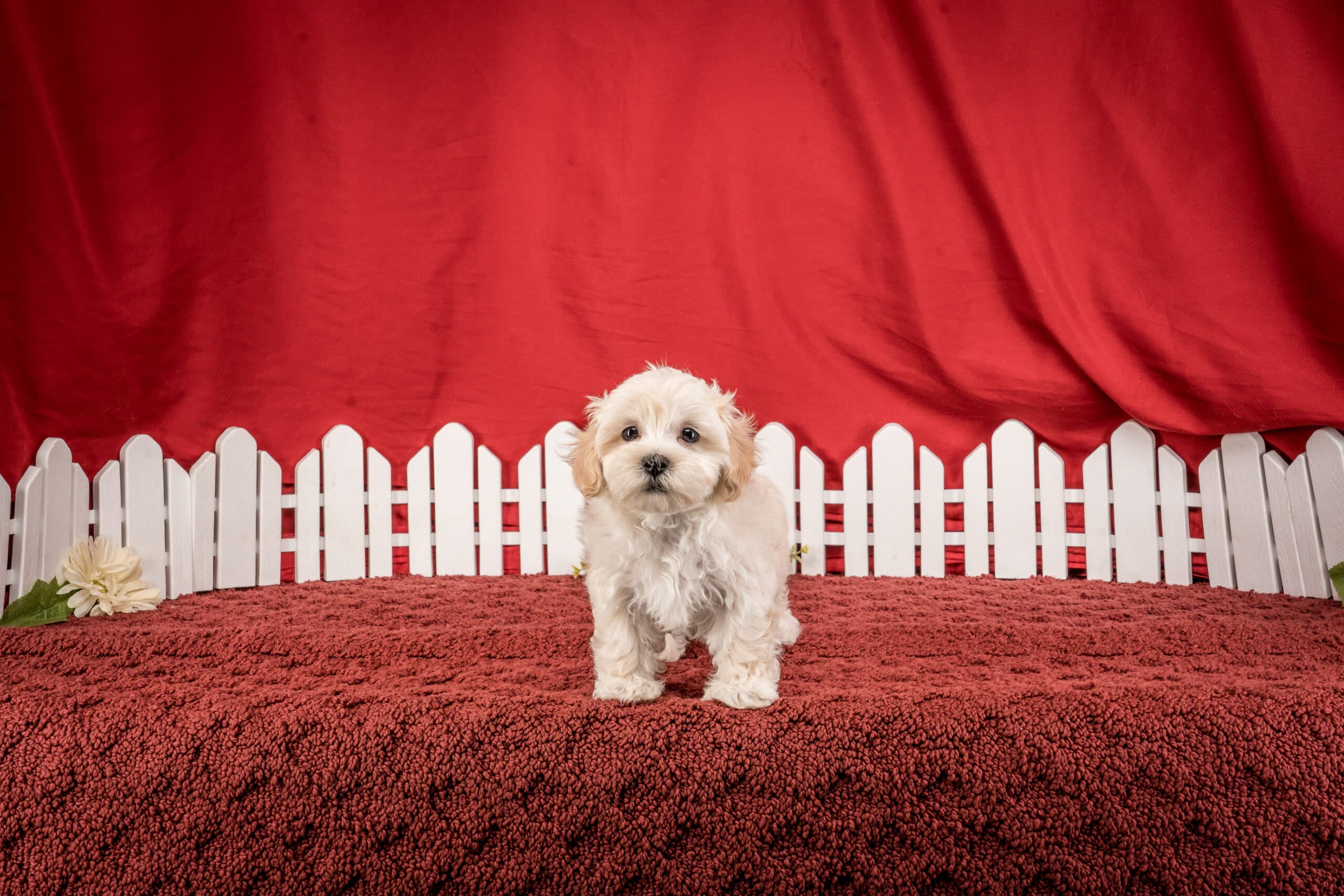 Mr. Duke The Maltipoo - thumbnail 9