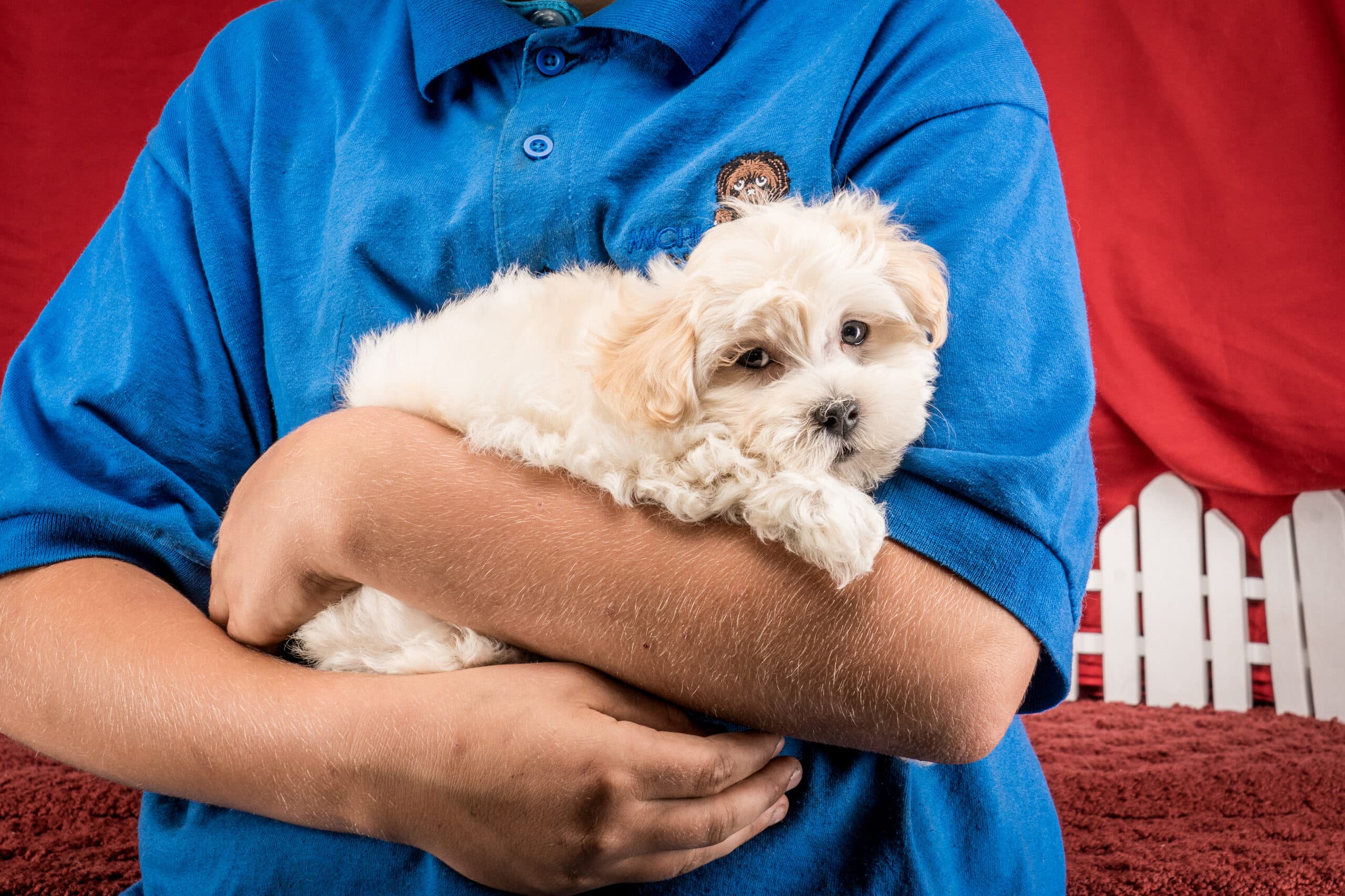 Mr. Duke The Maltipoo - thumbnail 10