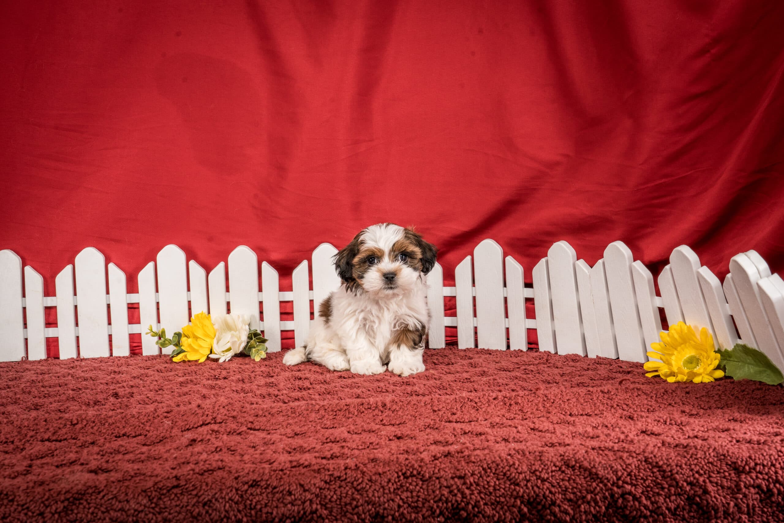 Ms. Hope The Shichon - thumbnail 3