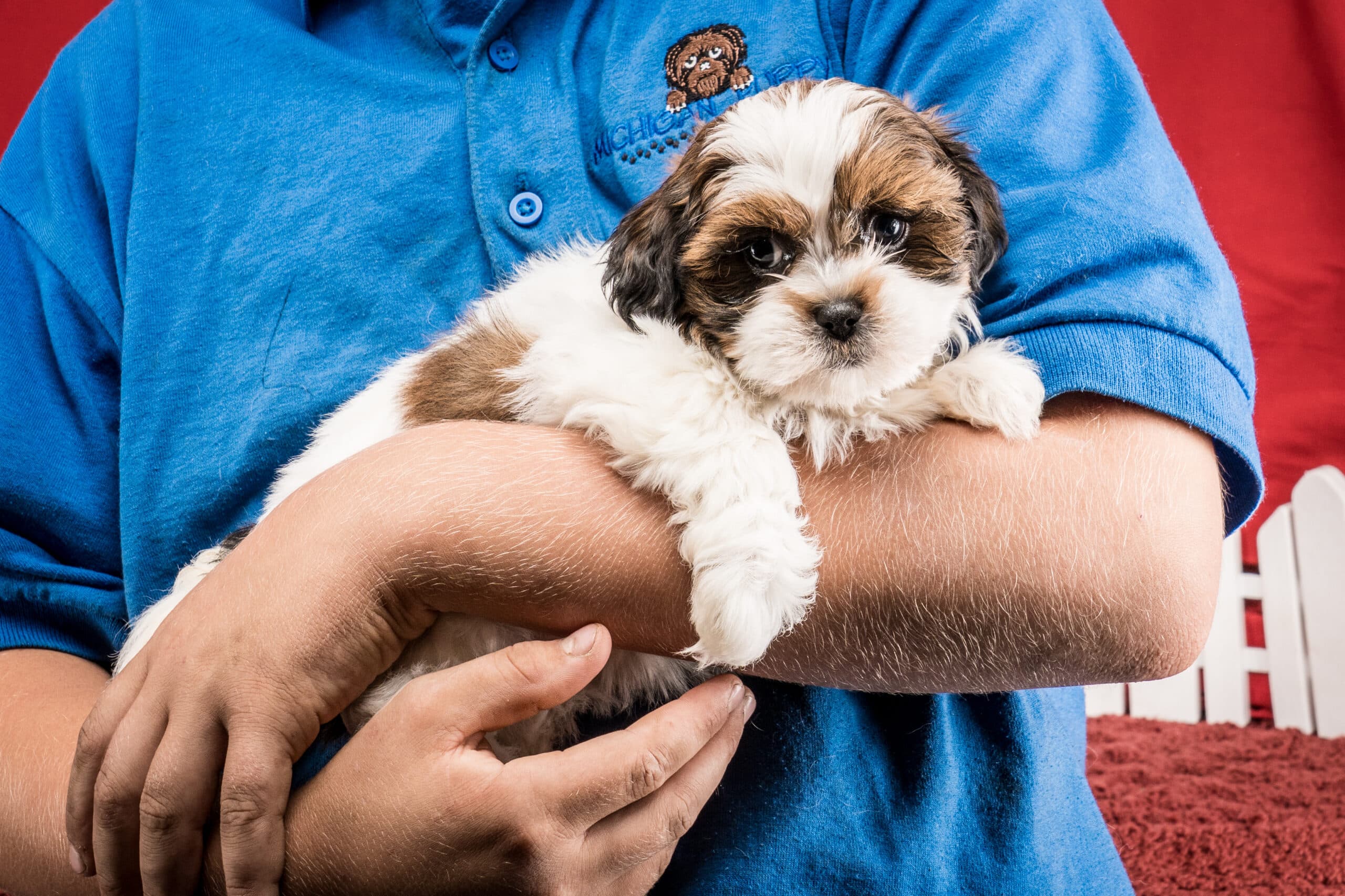 Ms. Hope The Shichon - thumbnail 2