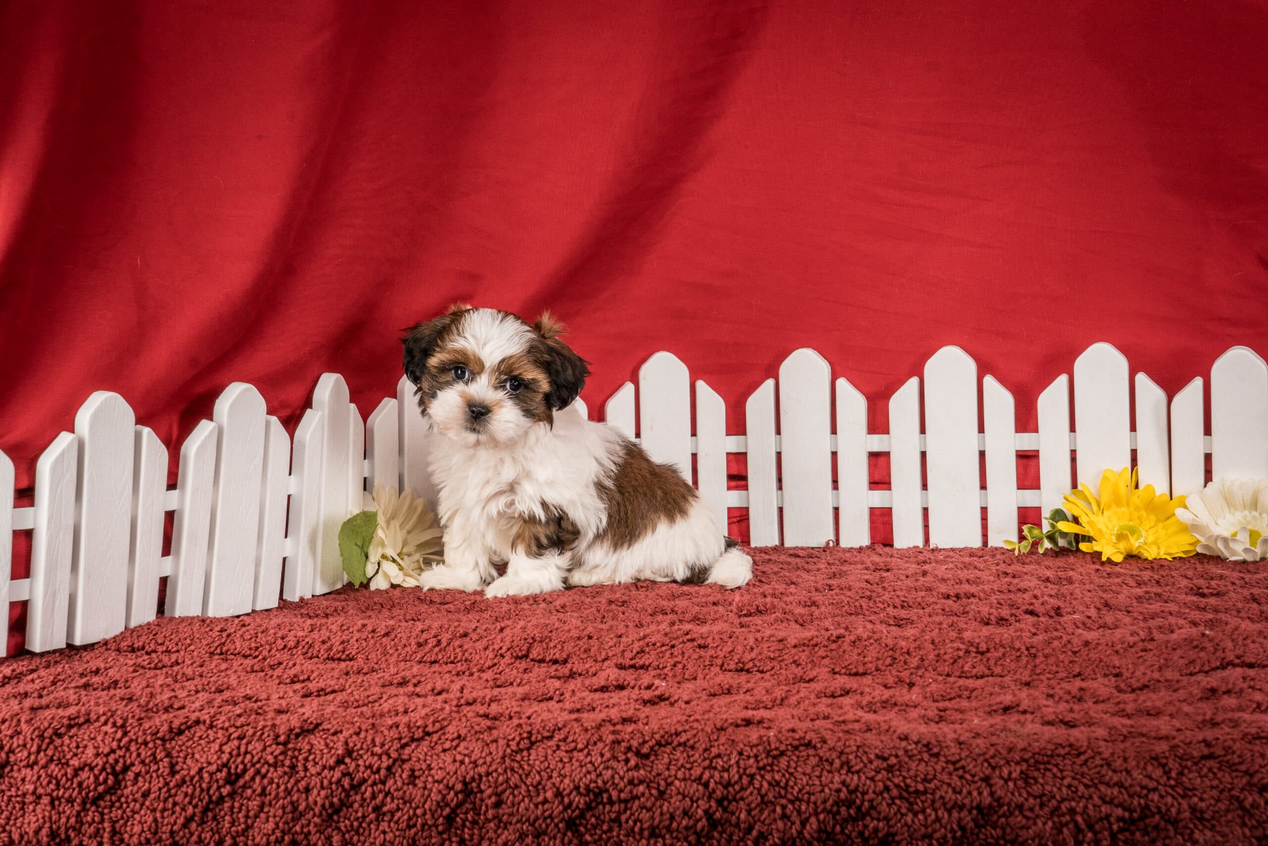 Ms. Hope The Shichon - thumbnail 10