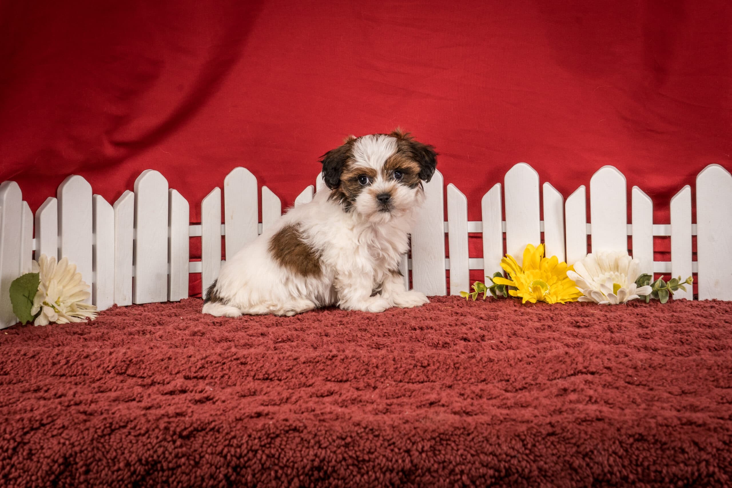 Ms. Hope The Shichon - thumbnail 9