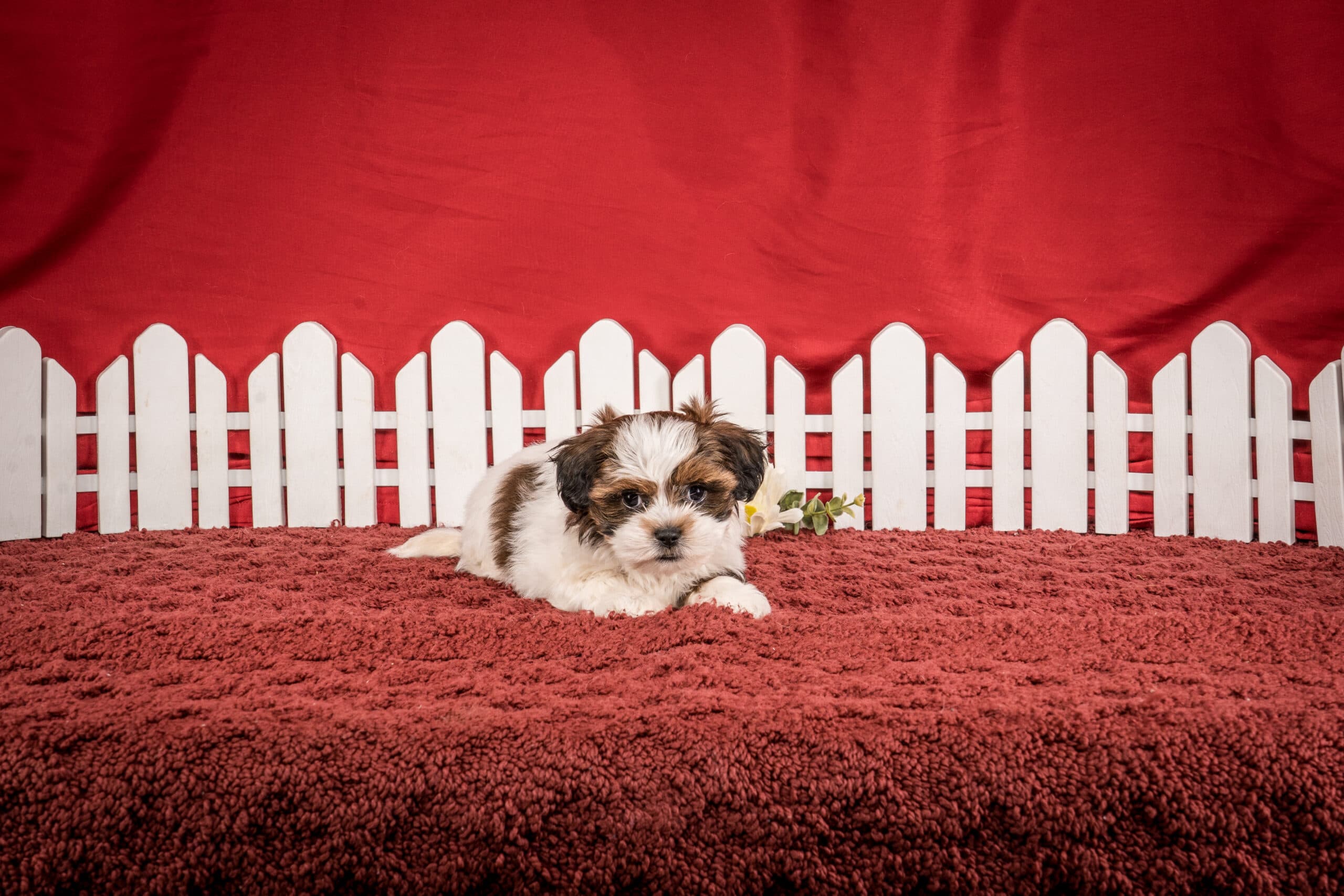 Ms. Hope The Shichon - thumbnail 8