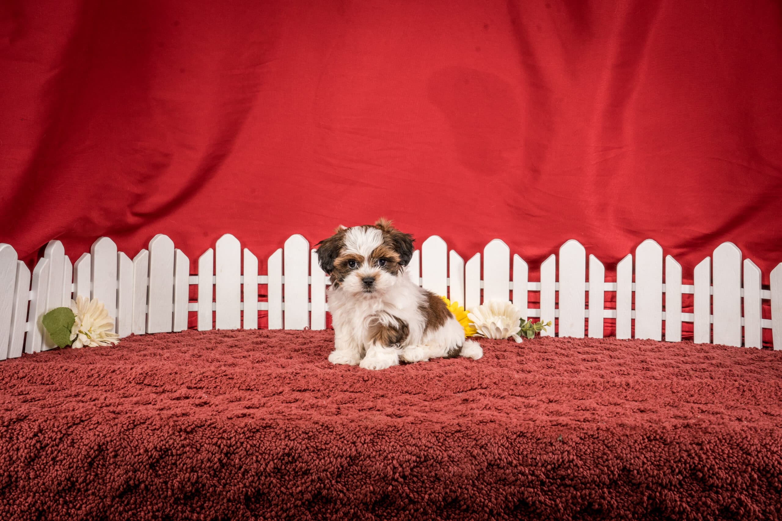 Ms. Hope The Shichon - thumbnail 7