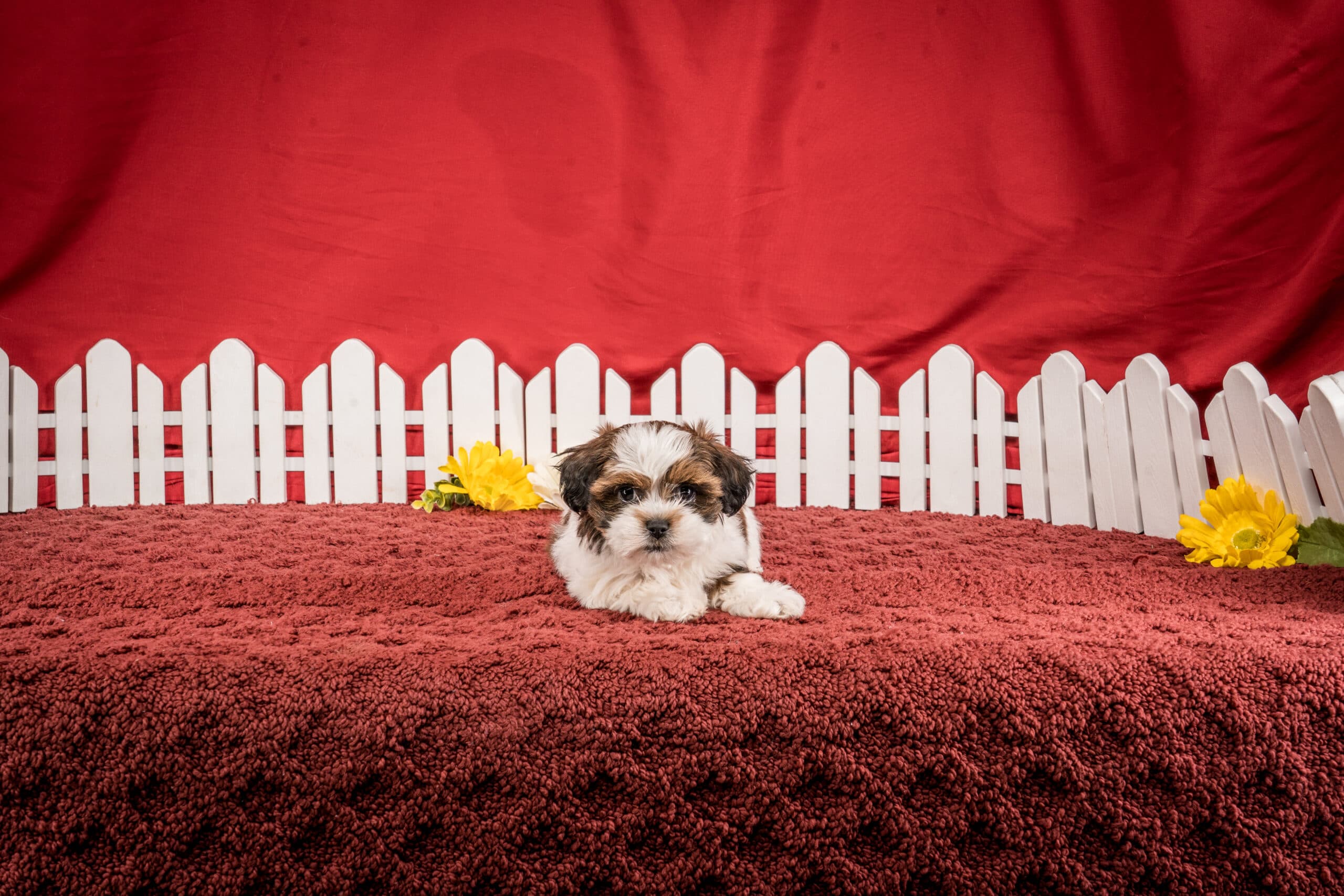 Ms. Hope The Shichon - thumbnail 6