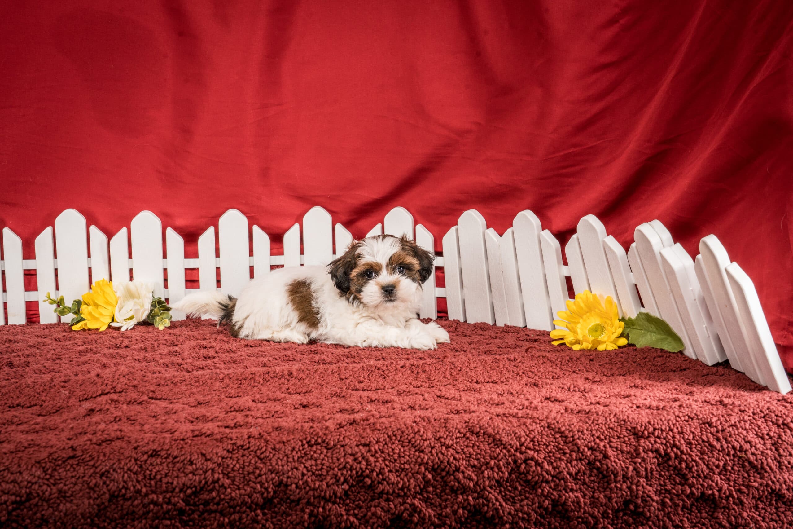 Ms. Hope The Shichon - thumbnail 4