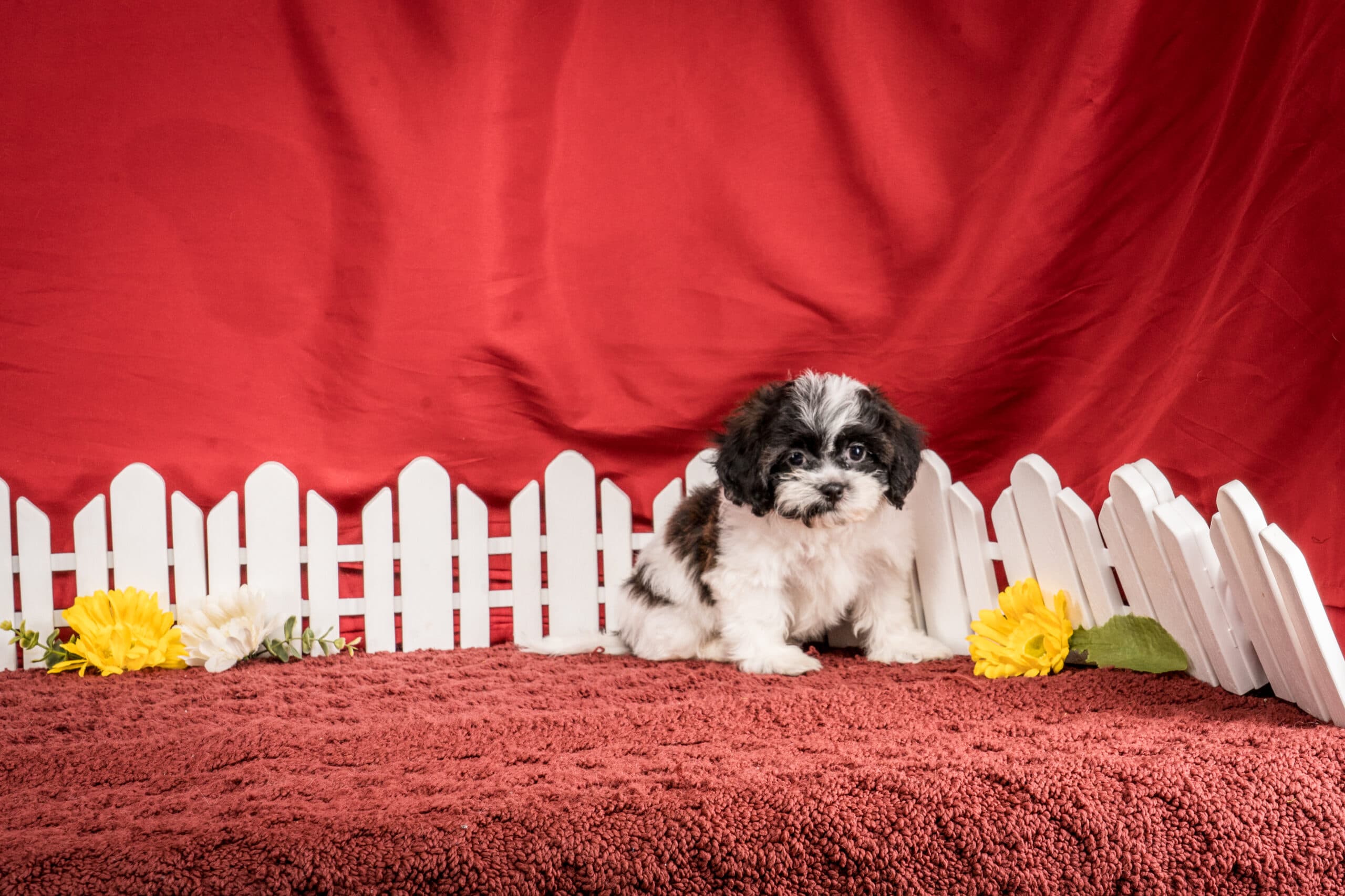 Mr. Gus The Shichon - thumbnail 2