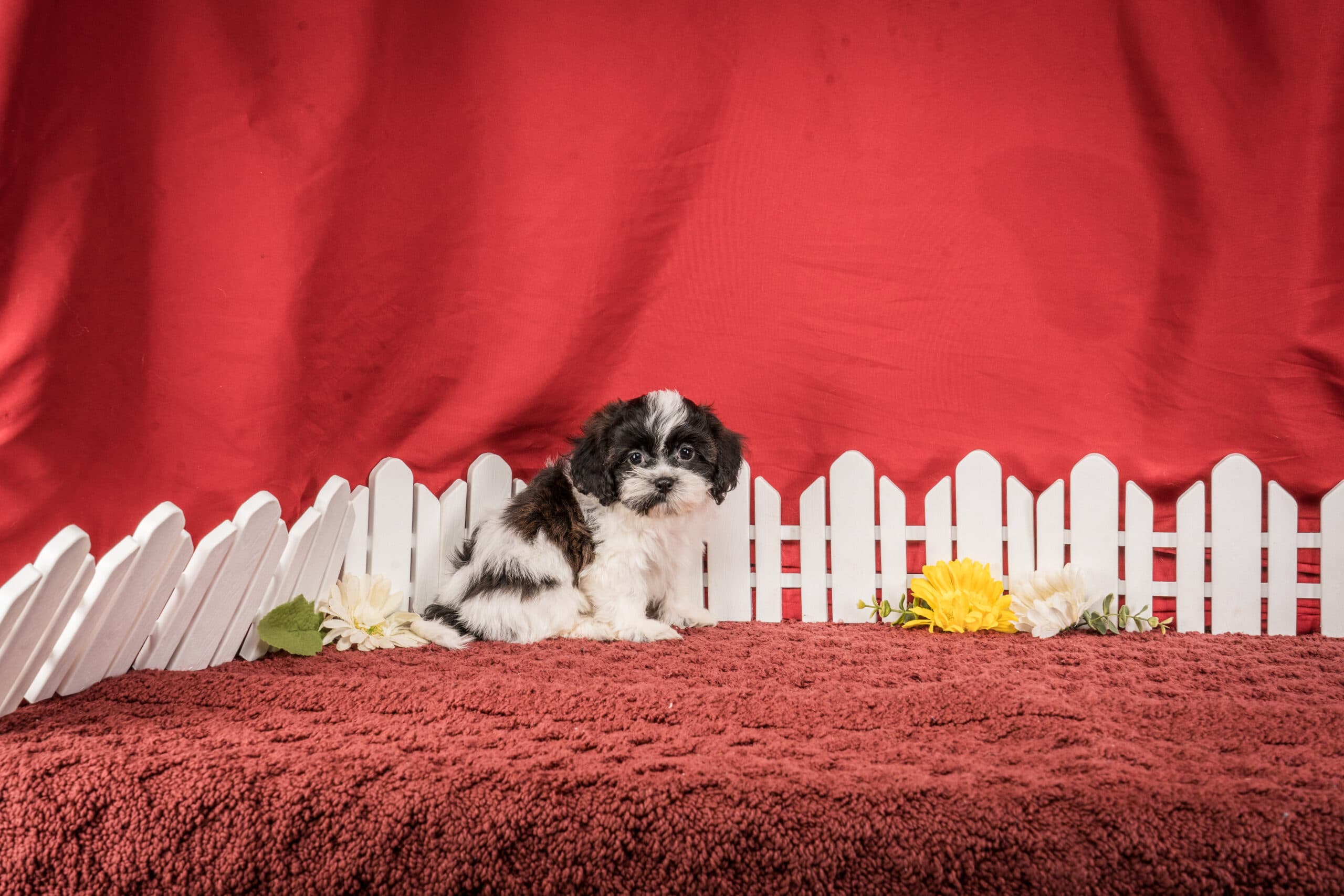 Mr. Gus The Shichon - thumbnail 4