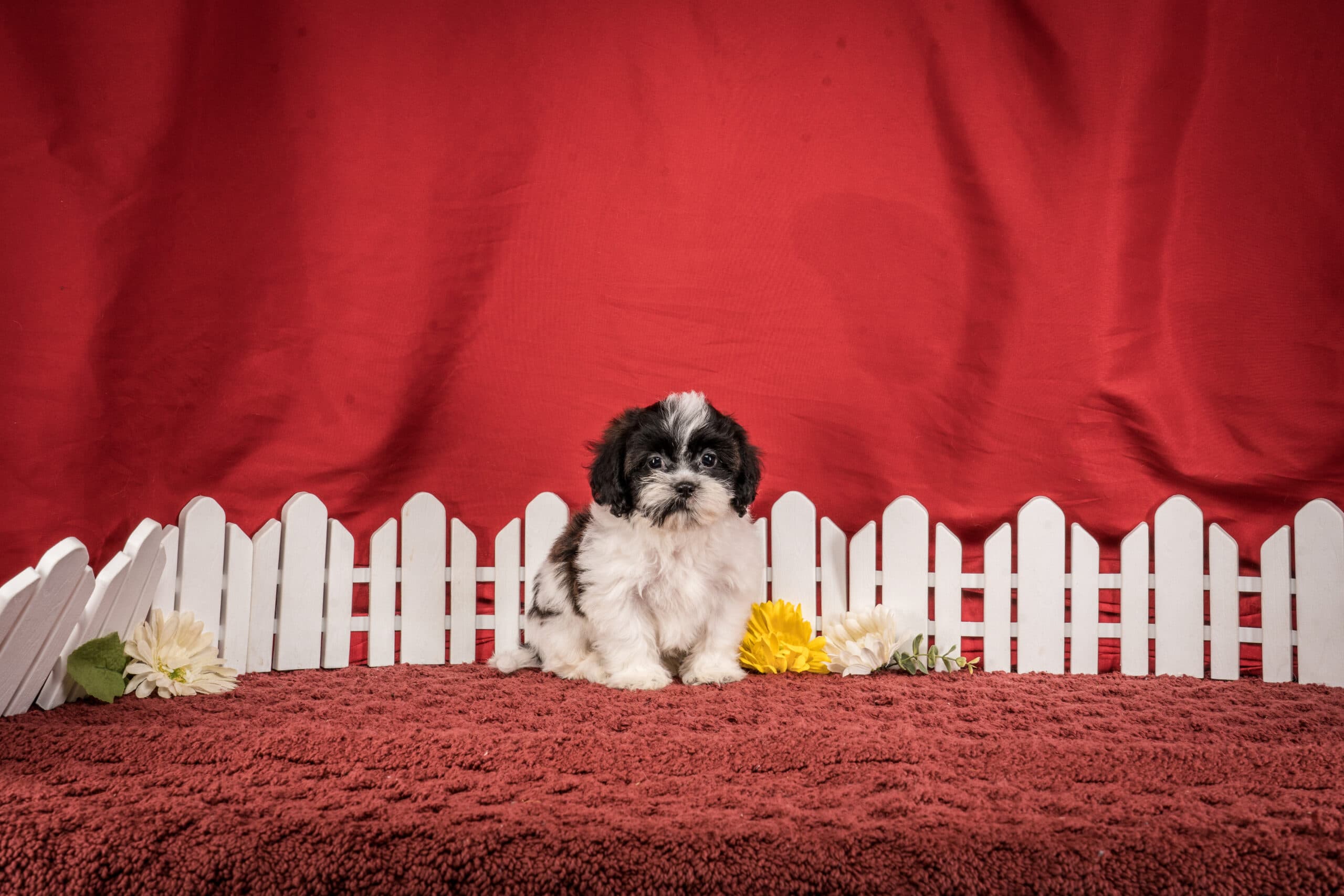Mr. Gus The Shichon - thumbnail 5