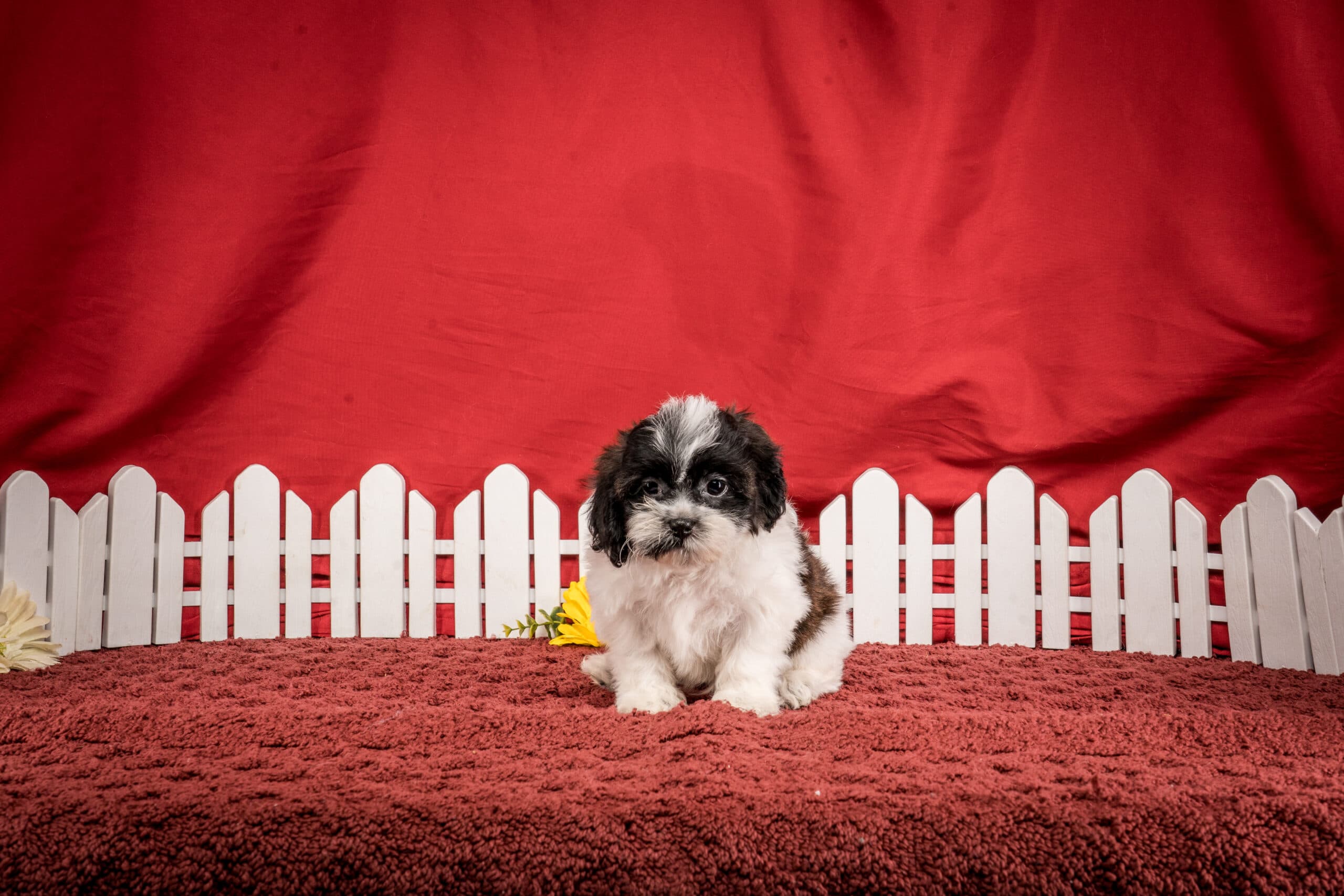 Mr. Gus The Shichon - thumbnail 7