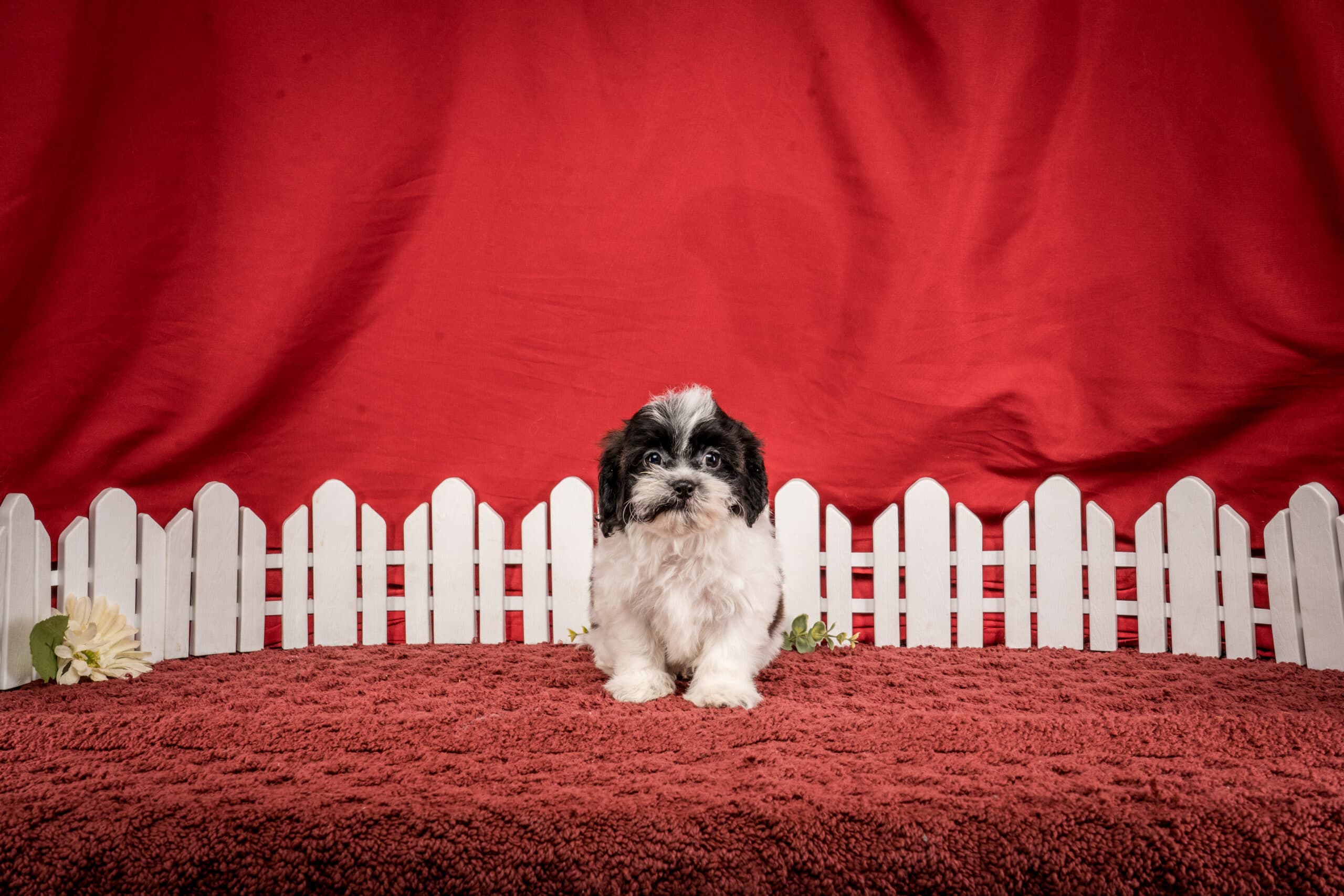 Mr. Gus The Shichon - thumbnail 8