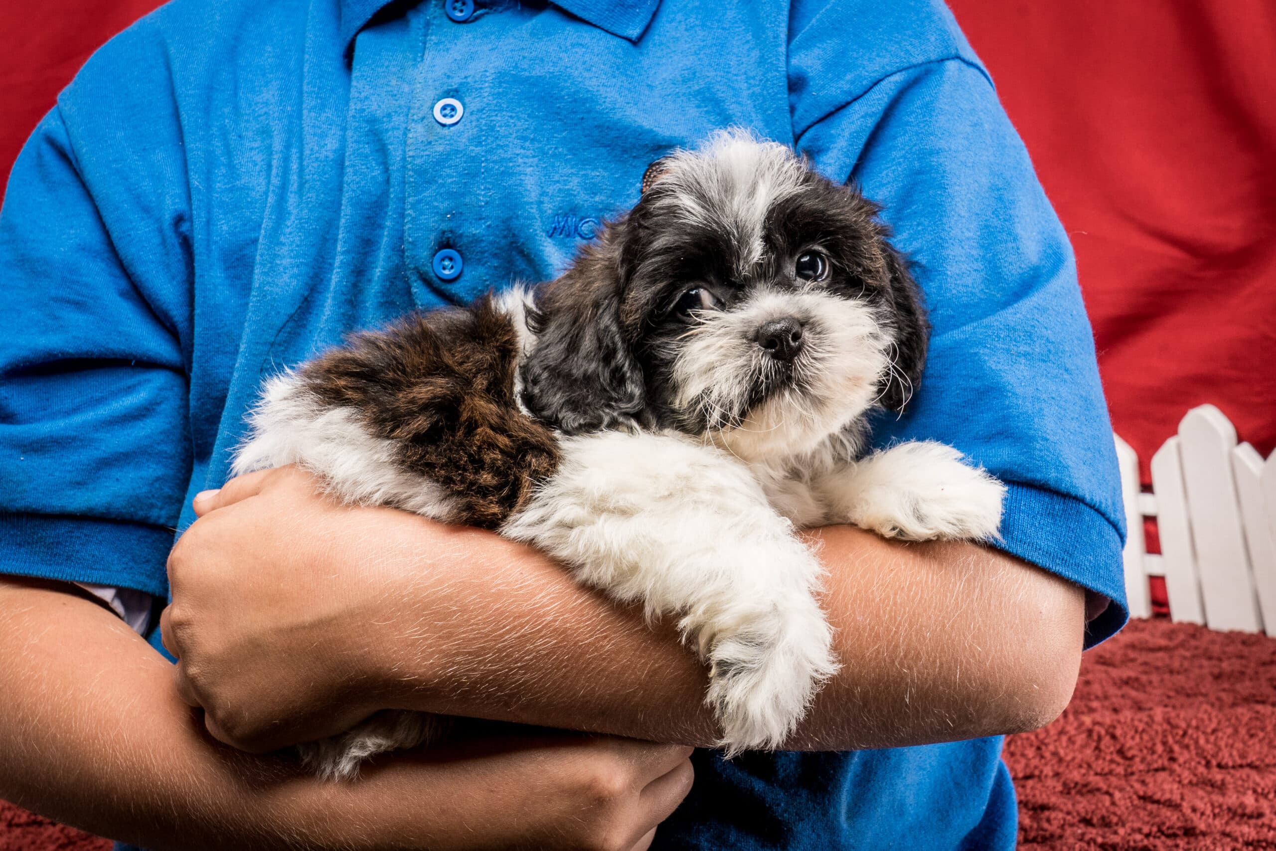 Mr. Gus The Shichon - thumbnail 9