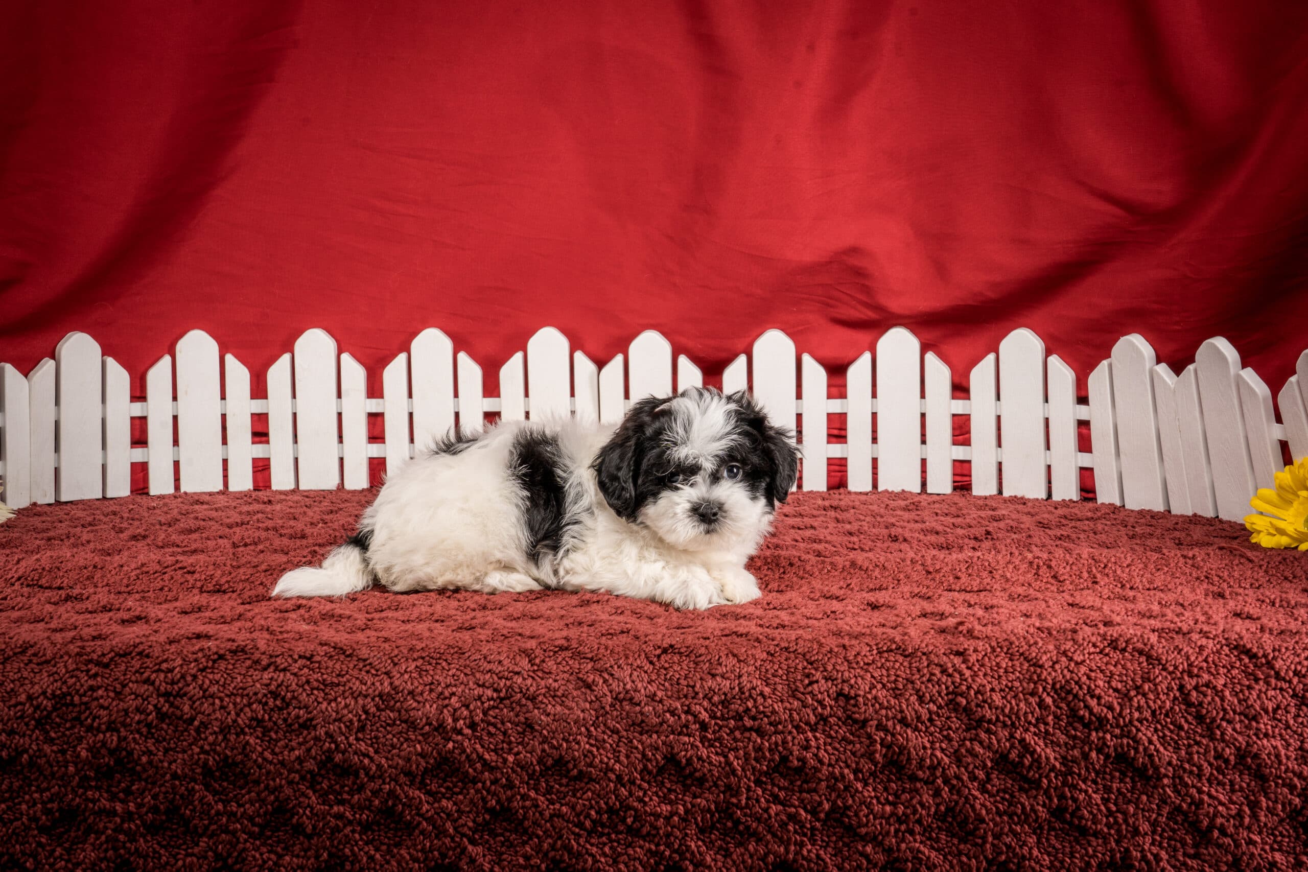 Ms. Harper The Shichon - thumbnail 2
