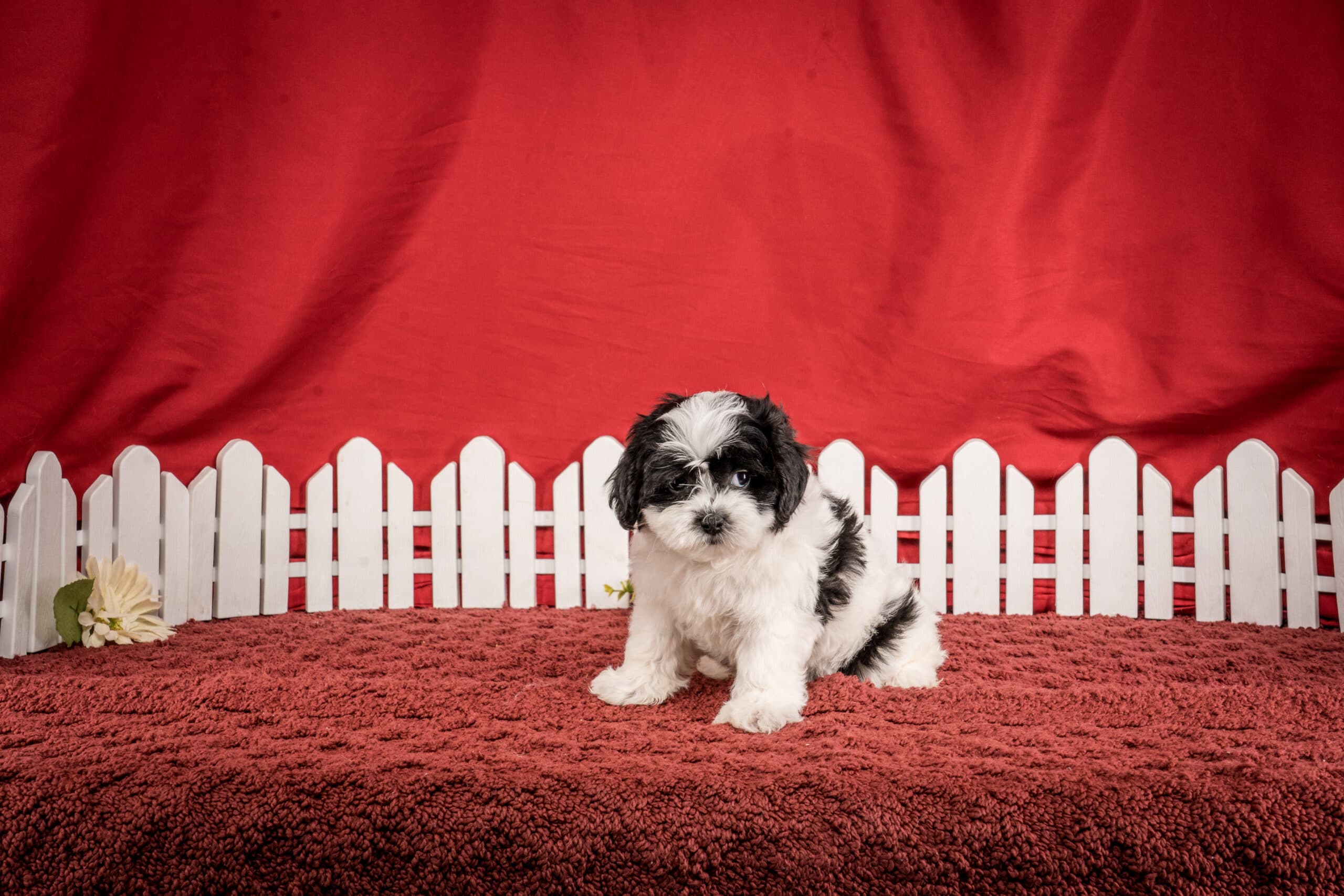Ms. Harper The Shichon - thumbnail 3