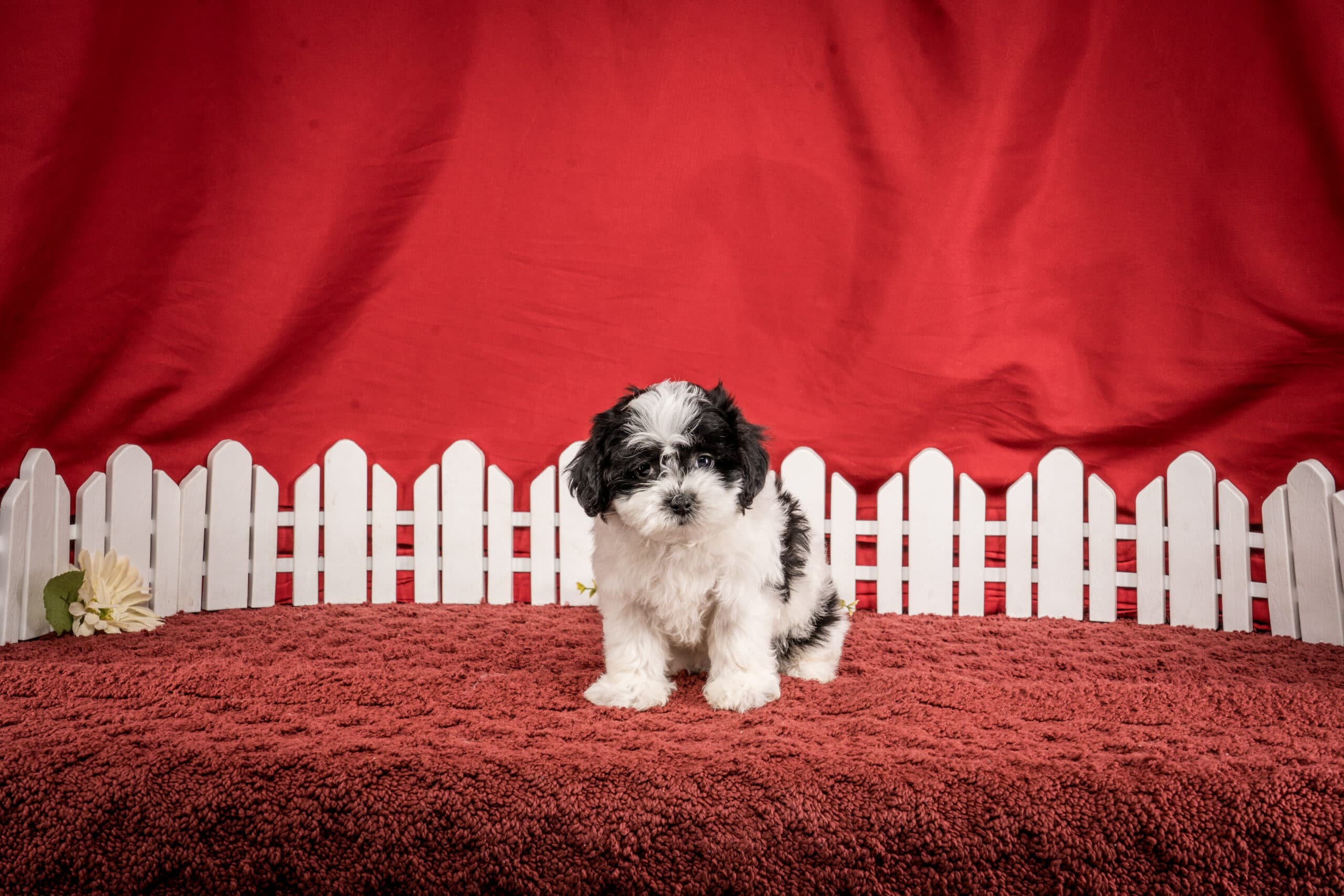 Ms. Harper The Shichon - thumbnail 4