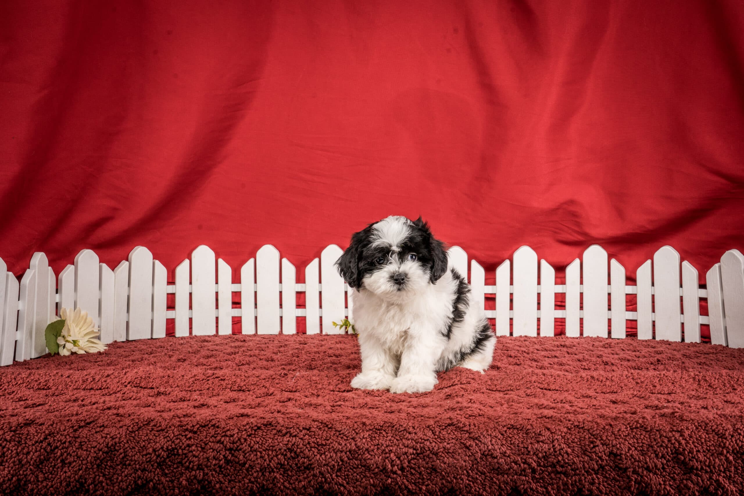 Ms. Harper The Shichon - thumbnail 5