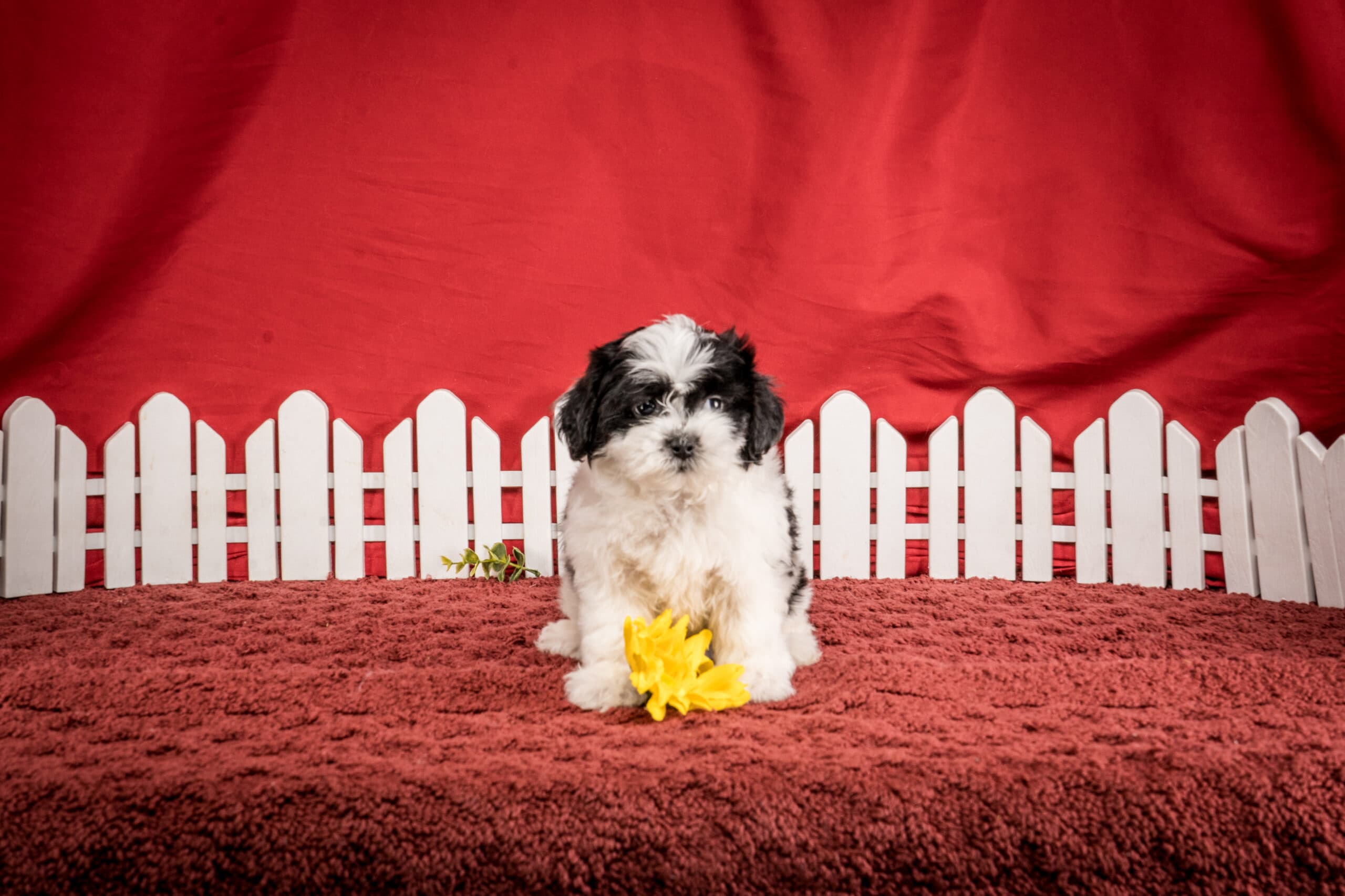 Ms. Harper The Shichon - thumbnail 6