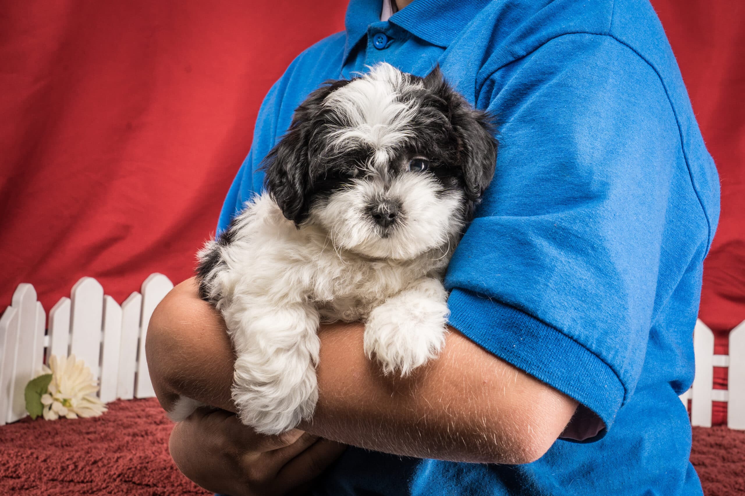 Ms. Harper The Shichon - thumbnail 8