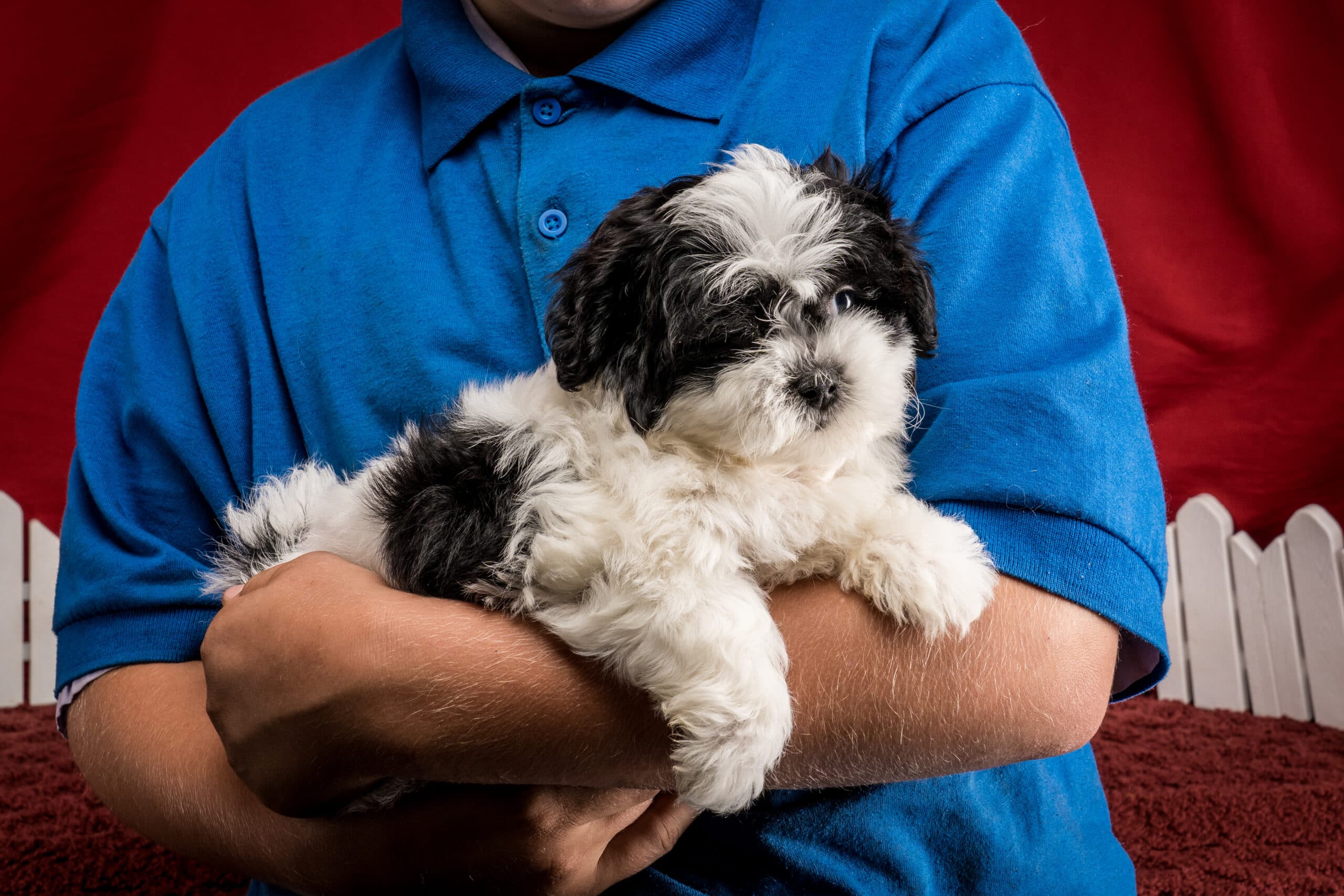 Ms. Harper The Shichon - thumbnail 9