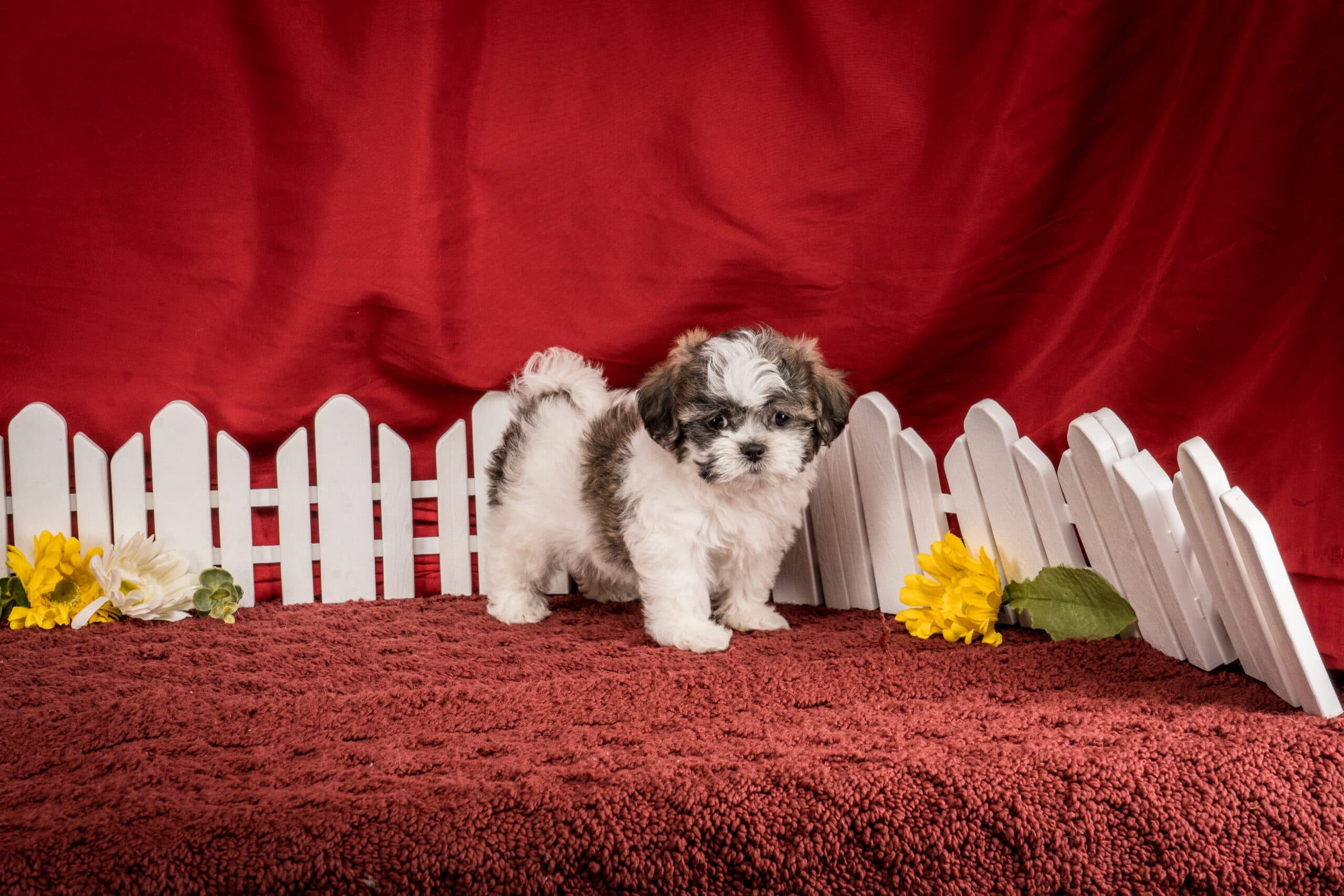 Ms. Hannah The Shichon - thumbnail 2