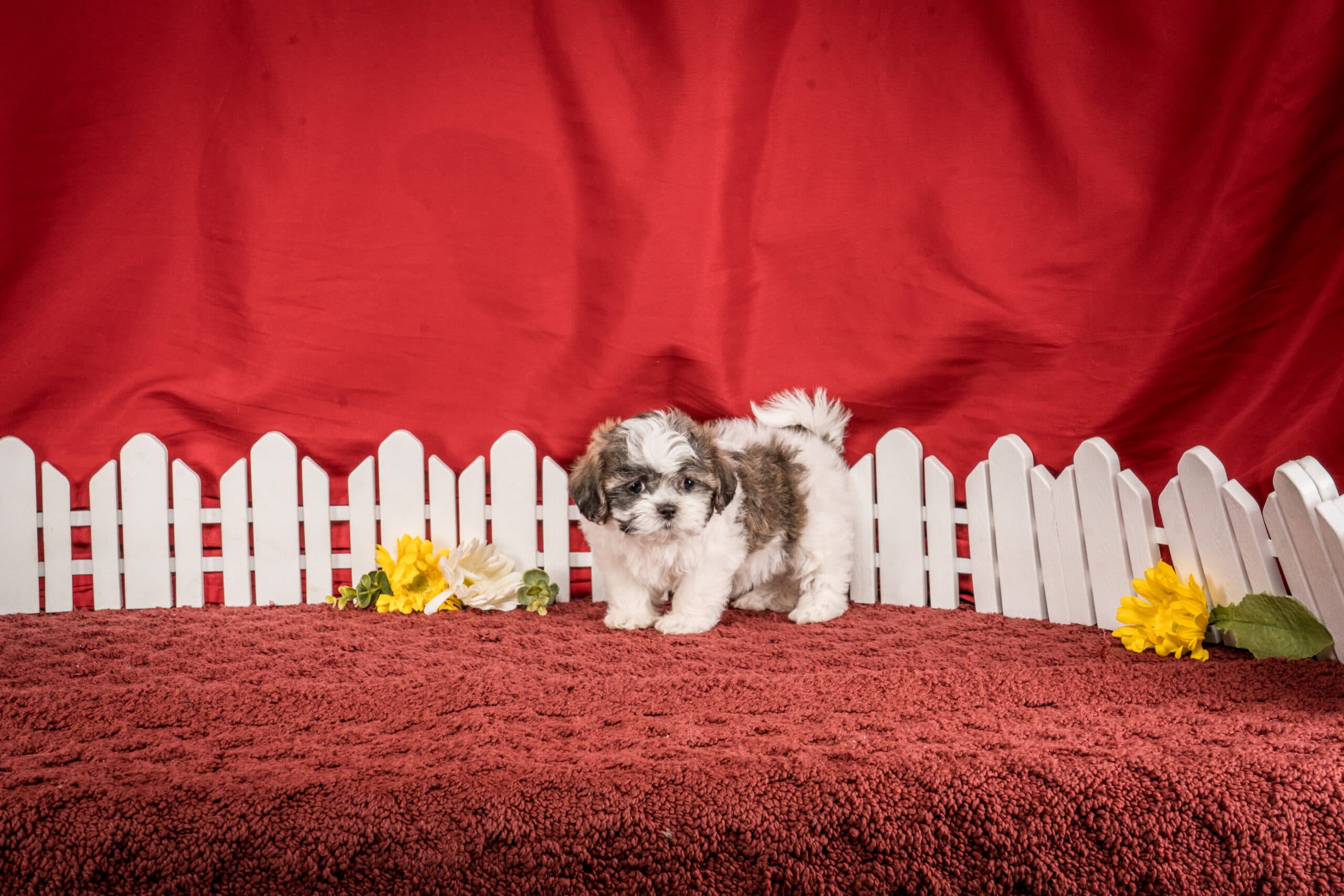 Ms. Hannah The Shichon - thumbnail 3