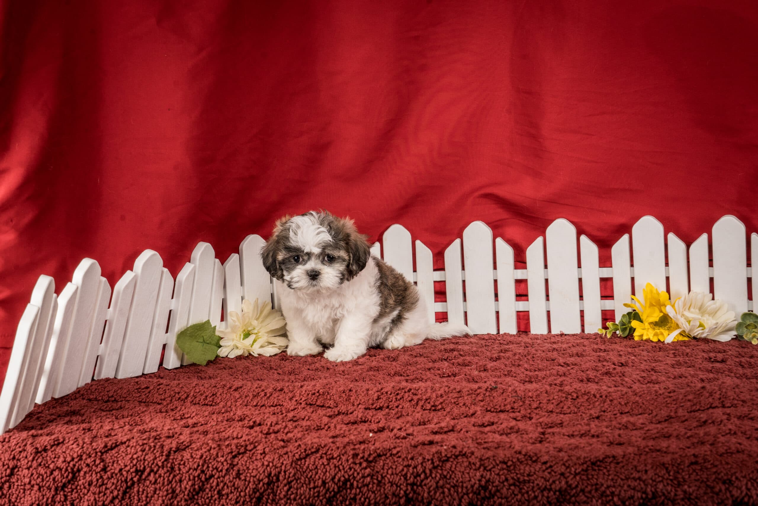 Ms. Hannah The Shichon - thumbnail 4