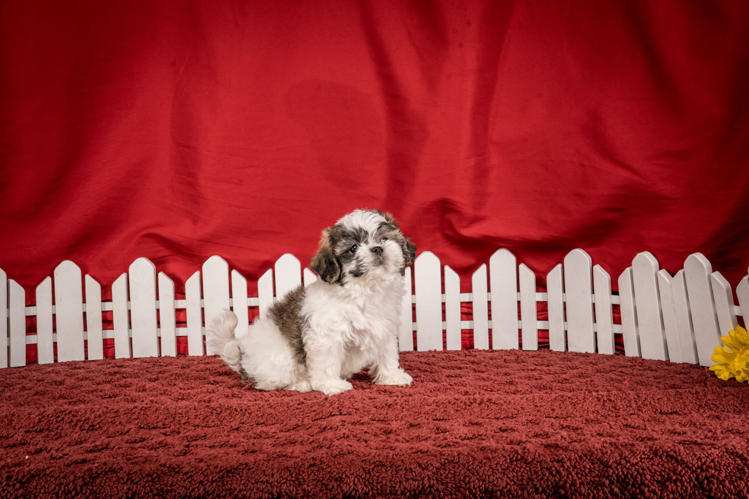 Ms. Hannah The Shichon - thumbnail 5