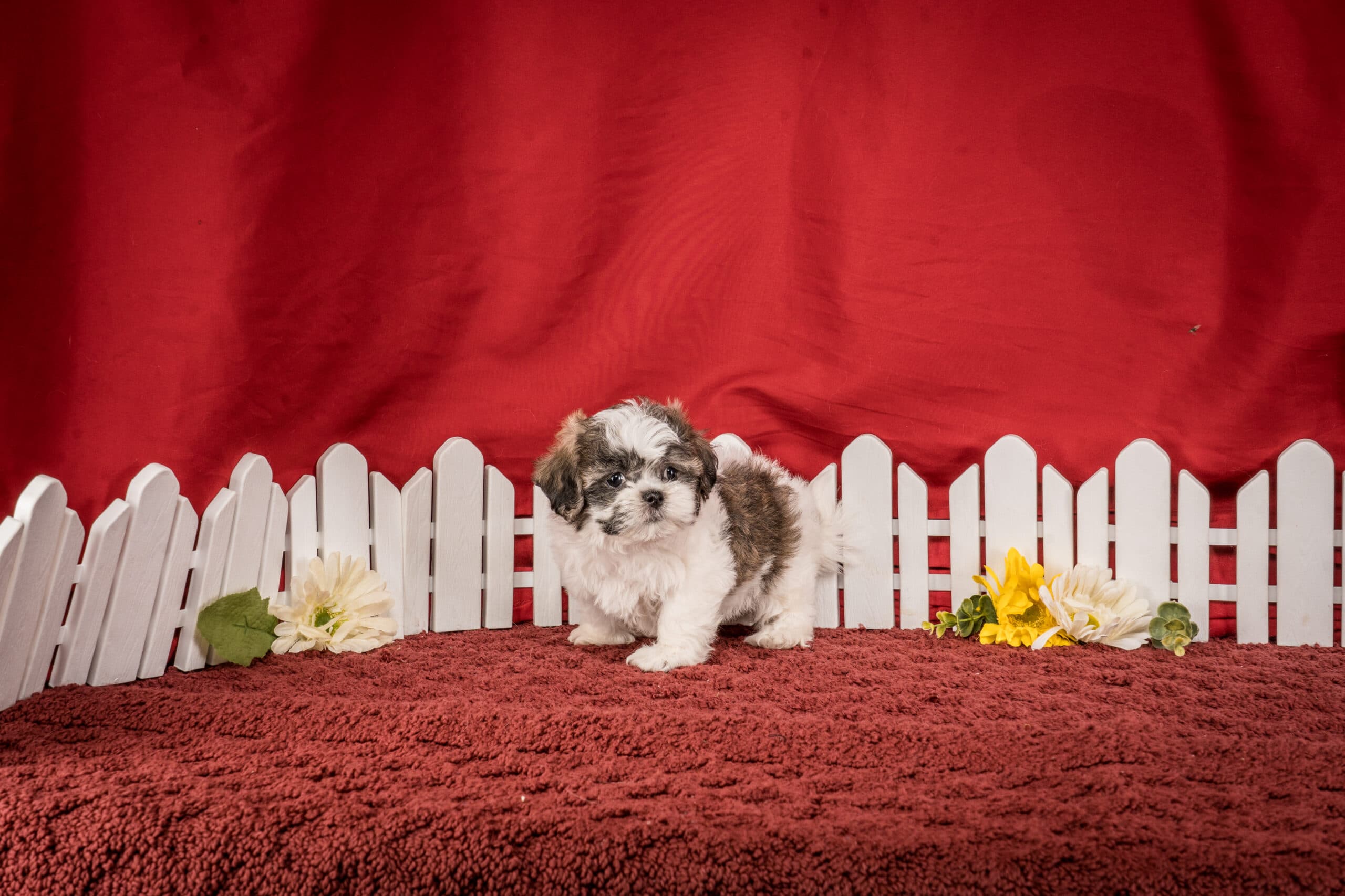 Ms. Hannah The Shichon - thumbnail 6