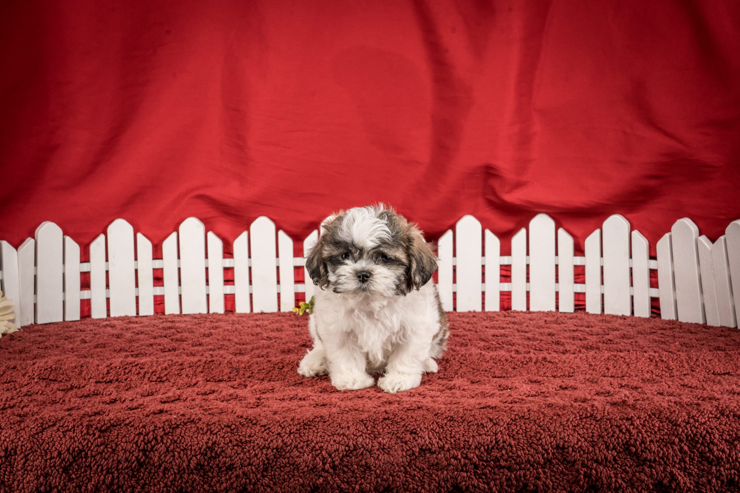 Ms. Hannah The Shichon - thumbnail 8